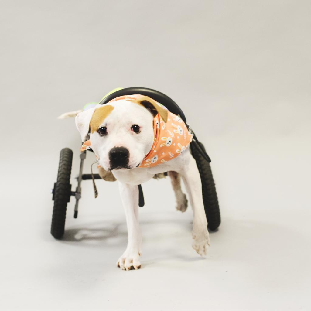 Enlarge Hashbrown, a Adoptable Pit Bull Terrier in Port Richey, FL image 5/6