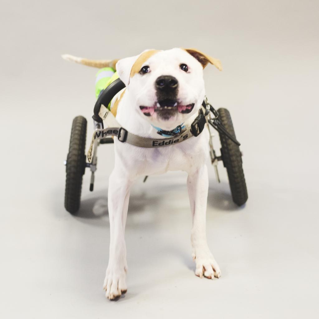 Enlarge Hashbrown, a Adoptable Pit Bull Terrier in Port Richey, FL image 6/6