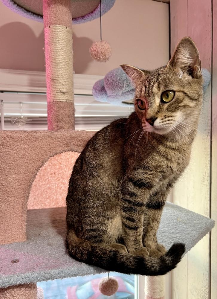 Elsa, Adoptable, Young Female Domestic Short Hair.