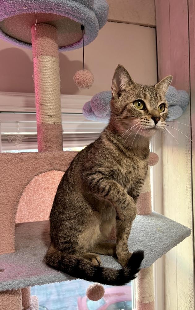 Enlarge Elsa, a Adoptable Domestic Short Hair in Martinsburg, WV image 2/4