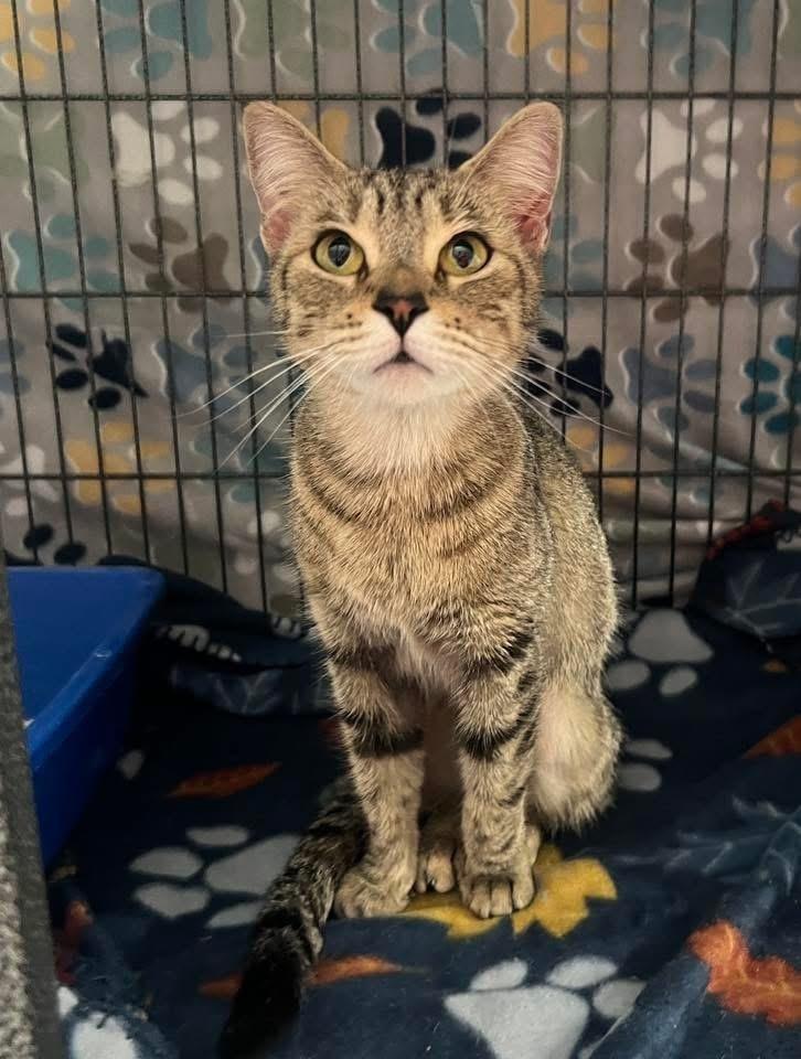 Enlarge Elsa, a Adoptable Domestic Short Hair in Martinsburg, WV image 3/4