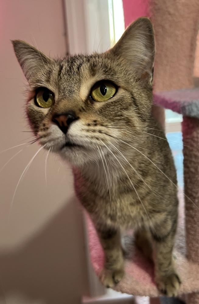 Enlarge Elsa, a Adoptable Domestic Short Hair in Martinsburg, WV image 4/4