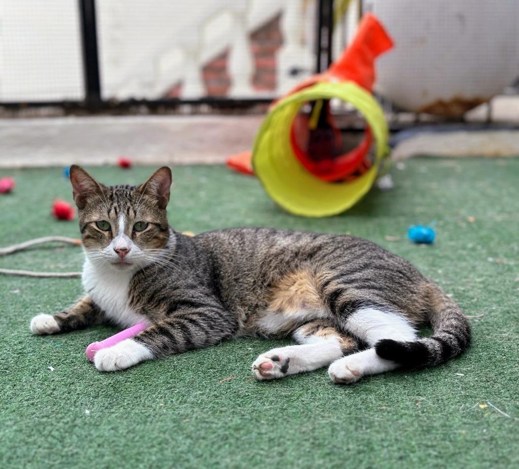 Rocky Furrboa, Young Male Domestic Short Hair