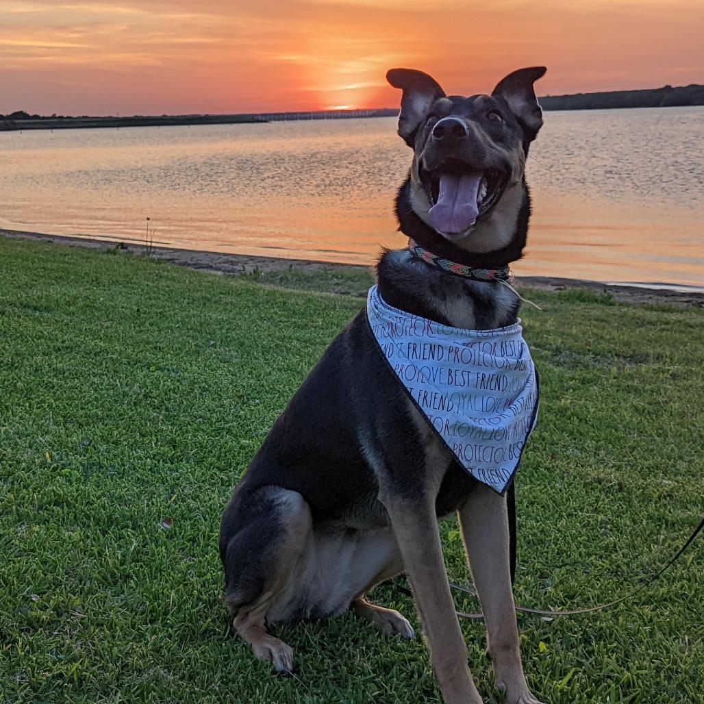 Lola, Adoptable, Adult Female German Shepherd Dog & Catahoula Leopard Dog.