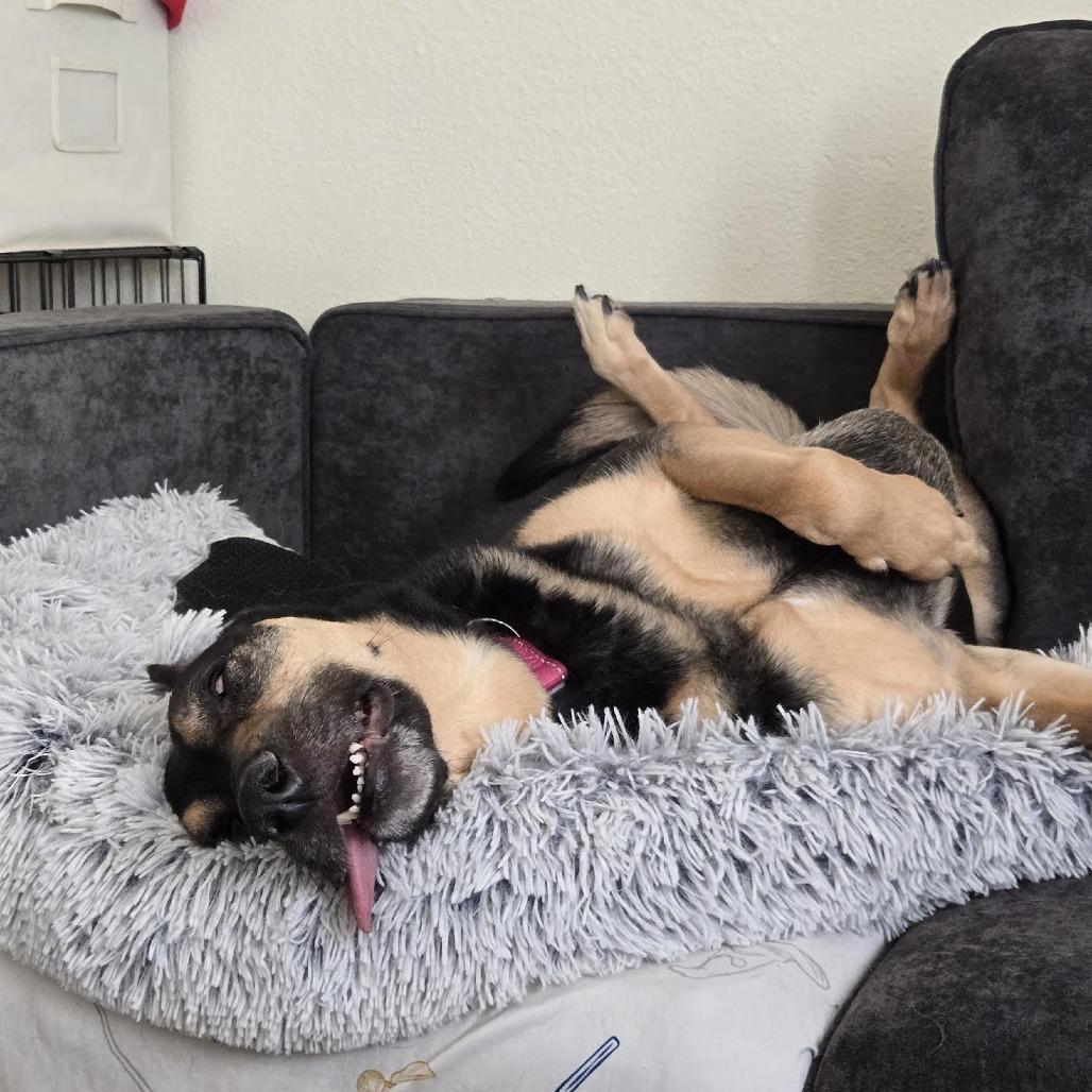 Lola, a Adoptable mixed breed in Bellingham, WA image 2/3