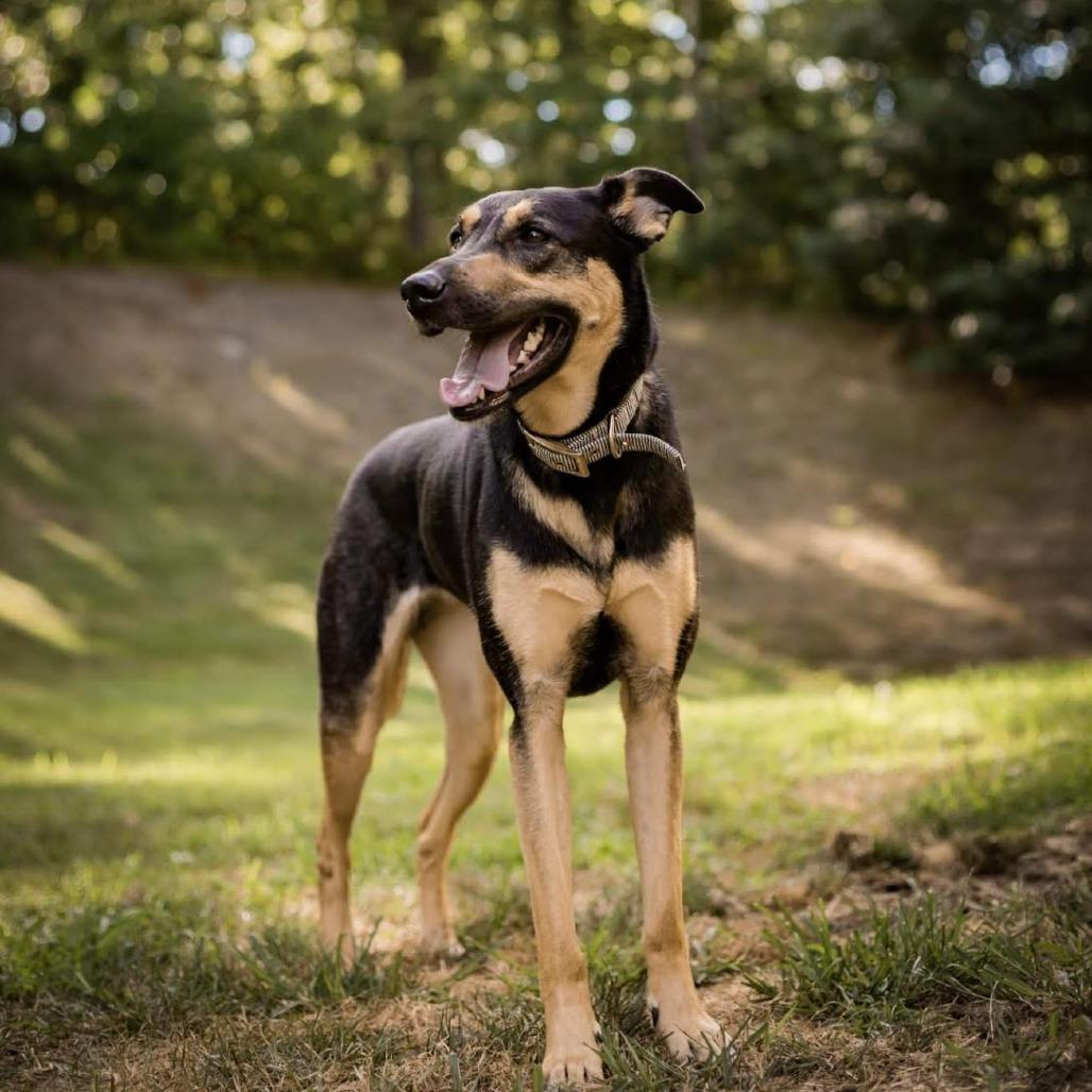 Lola, a Adoptable mixed breed in Bellingham, WA image 3/3