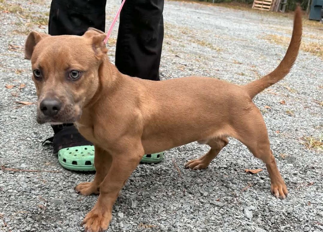 Squirm, Adopted, Young Male Mixed Breed.