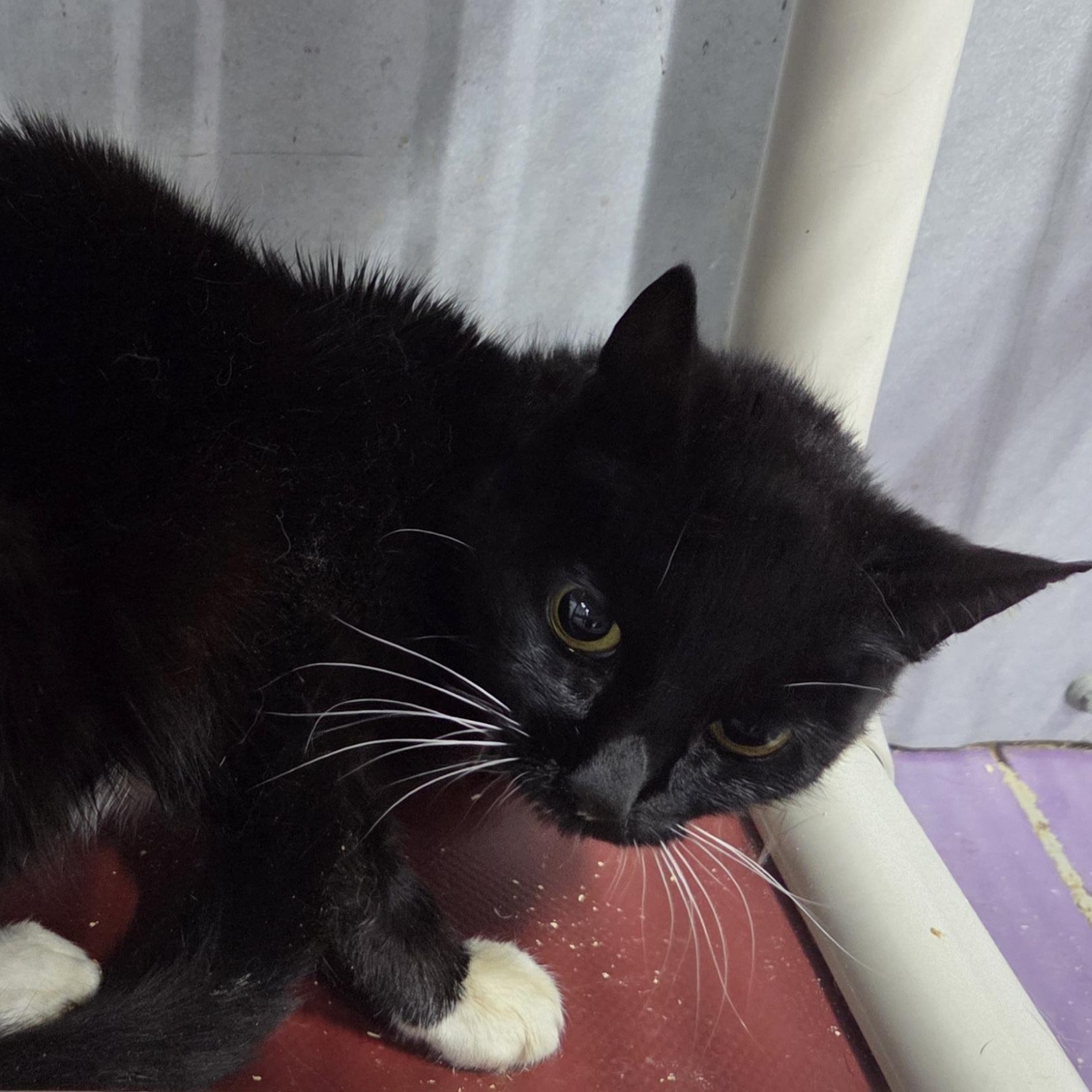 Boots, Adoptable, Adult Female Domestic Short Hair.