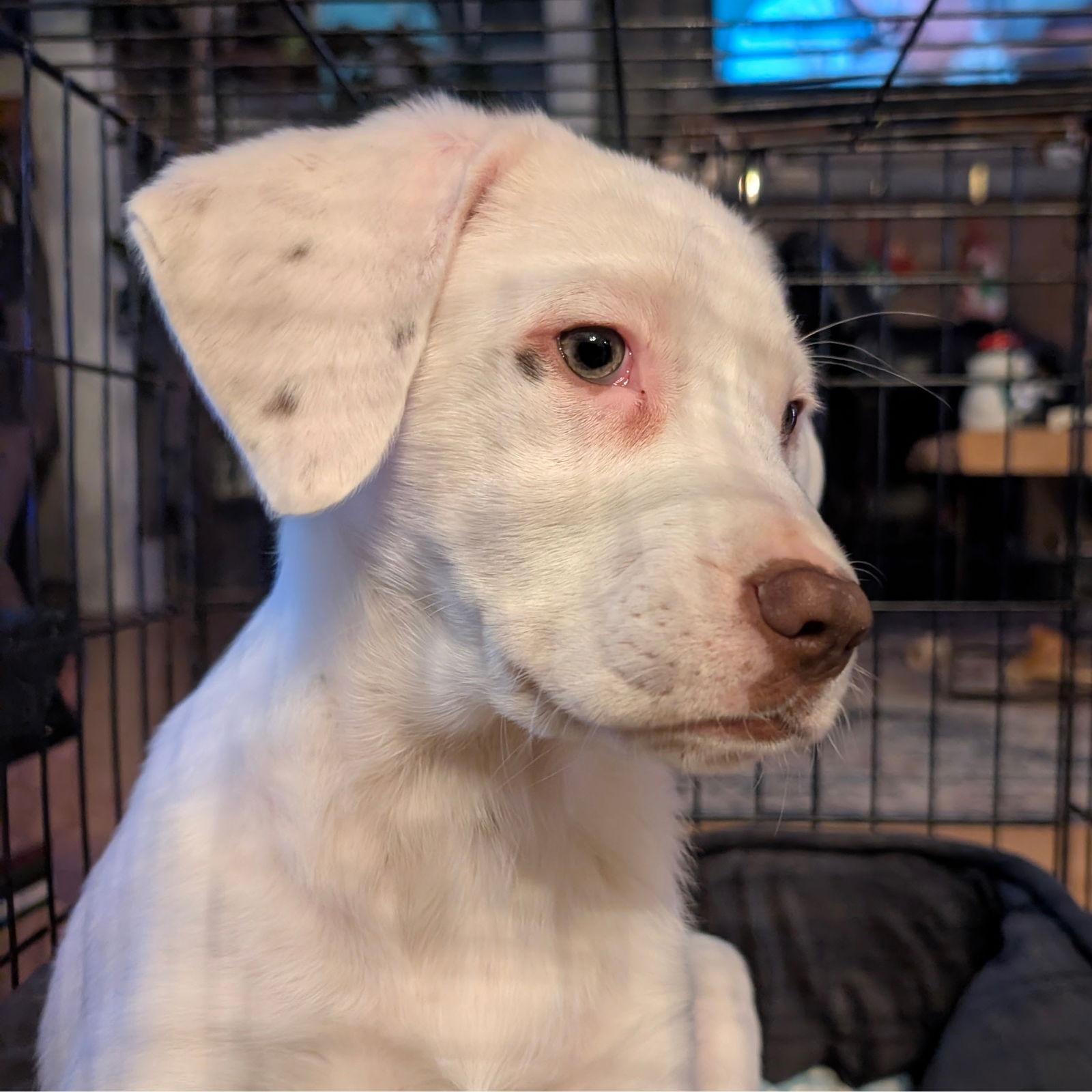Amenhotep, a Adoptable Pointer in Fargo, ND image 1/3