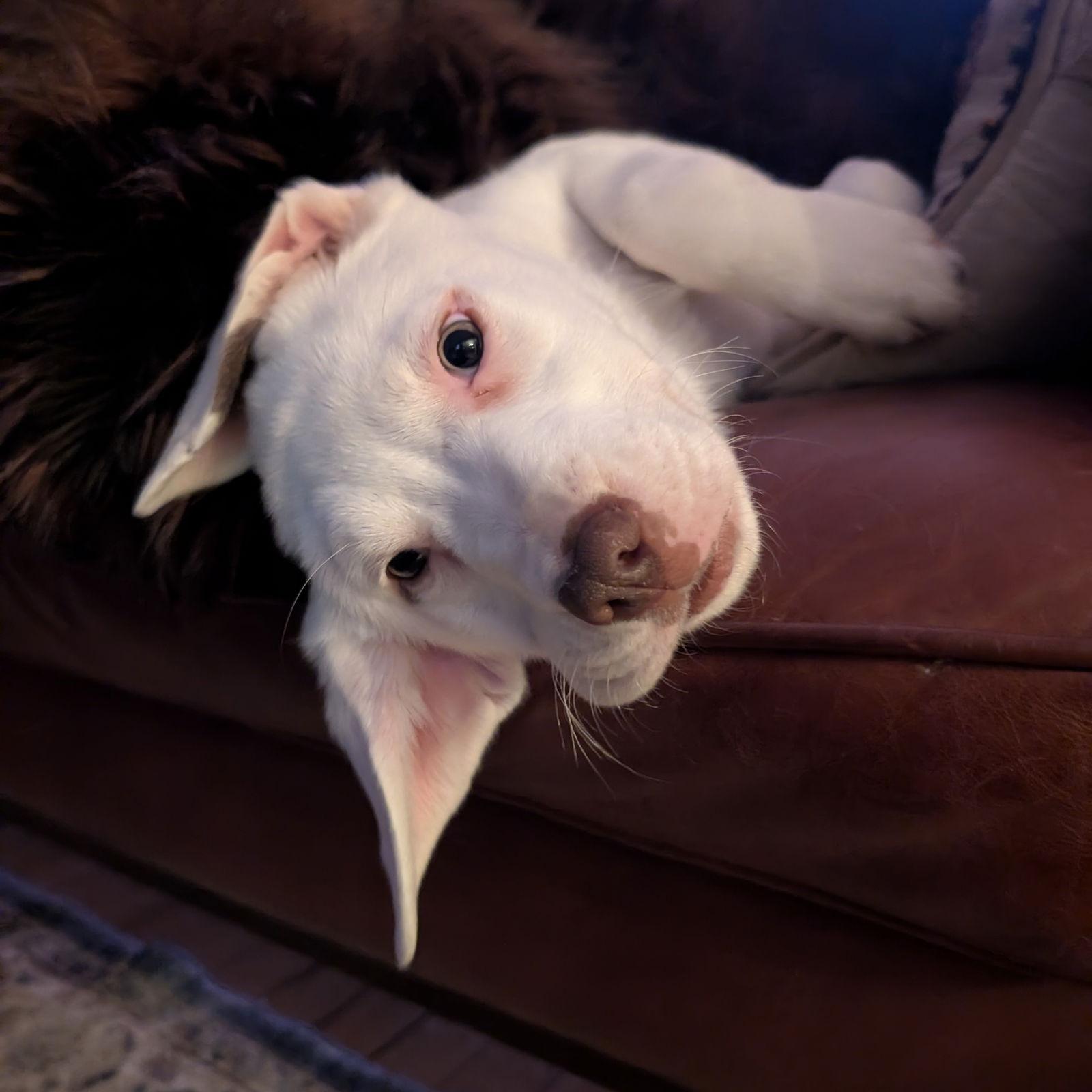 Amenhotep, a Adoptable Pointer in Fargo, ND image 2/3