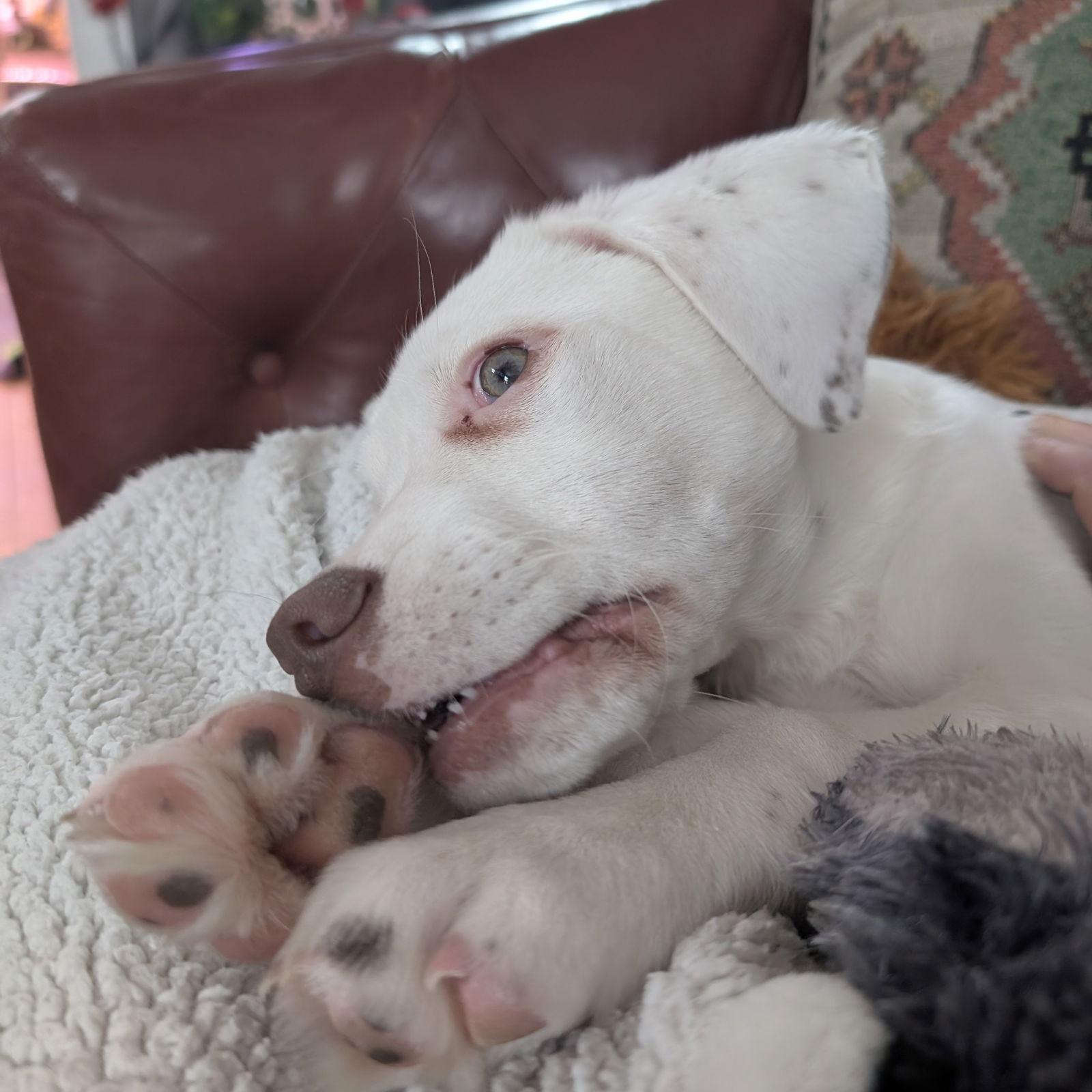 Amenhotep, Adoptable, Young Male Pointer.