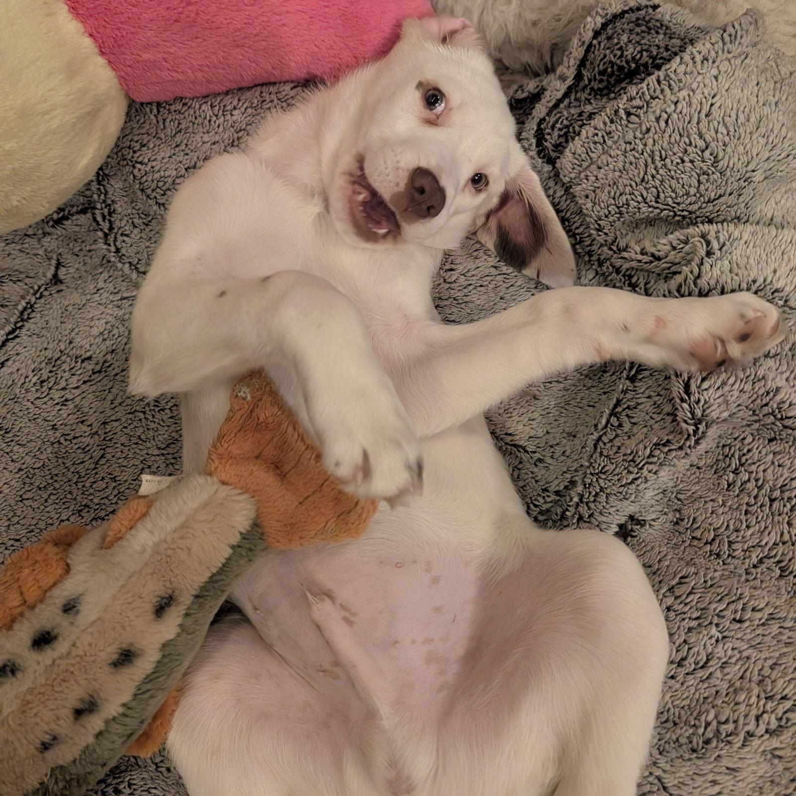 Amenhotep, a Adoptable Pointer in Fargo, ND image 3/3