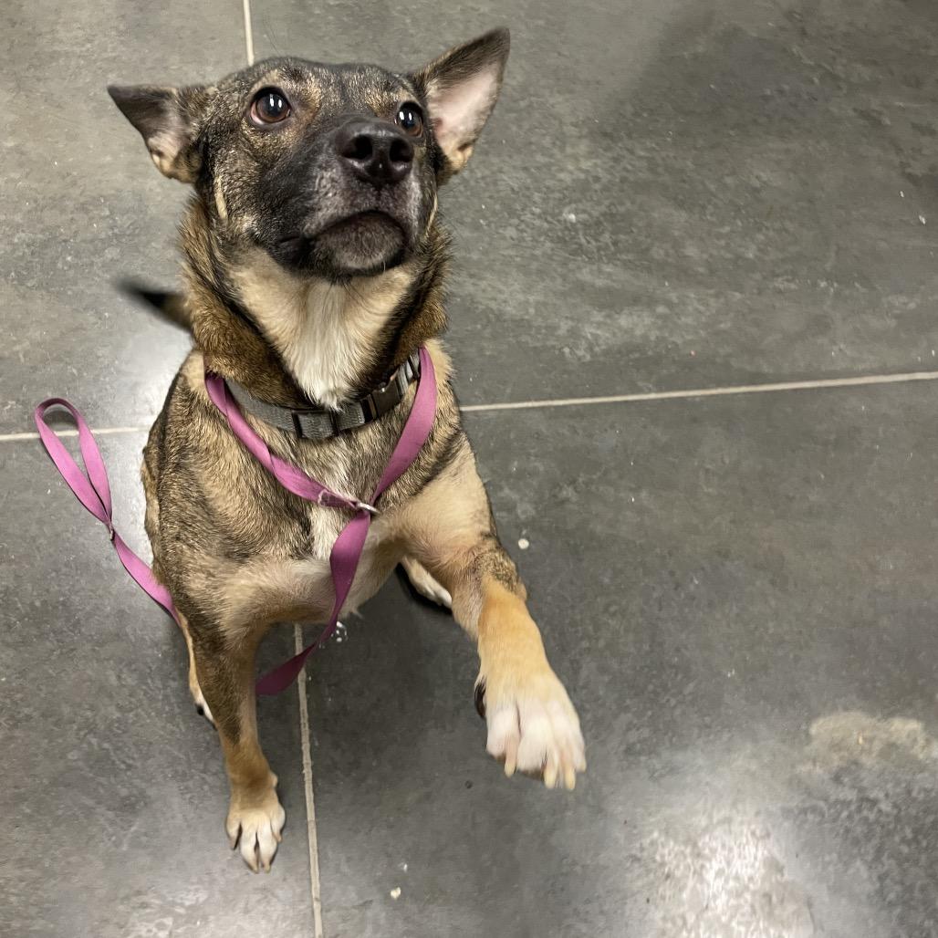 Enlarge Daisy, a Adoptable Mixed Breed in Dickinson, TX image 1/6