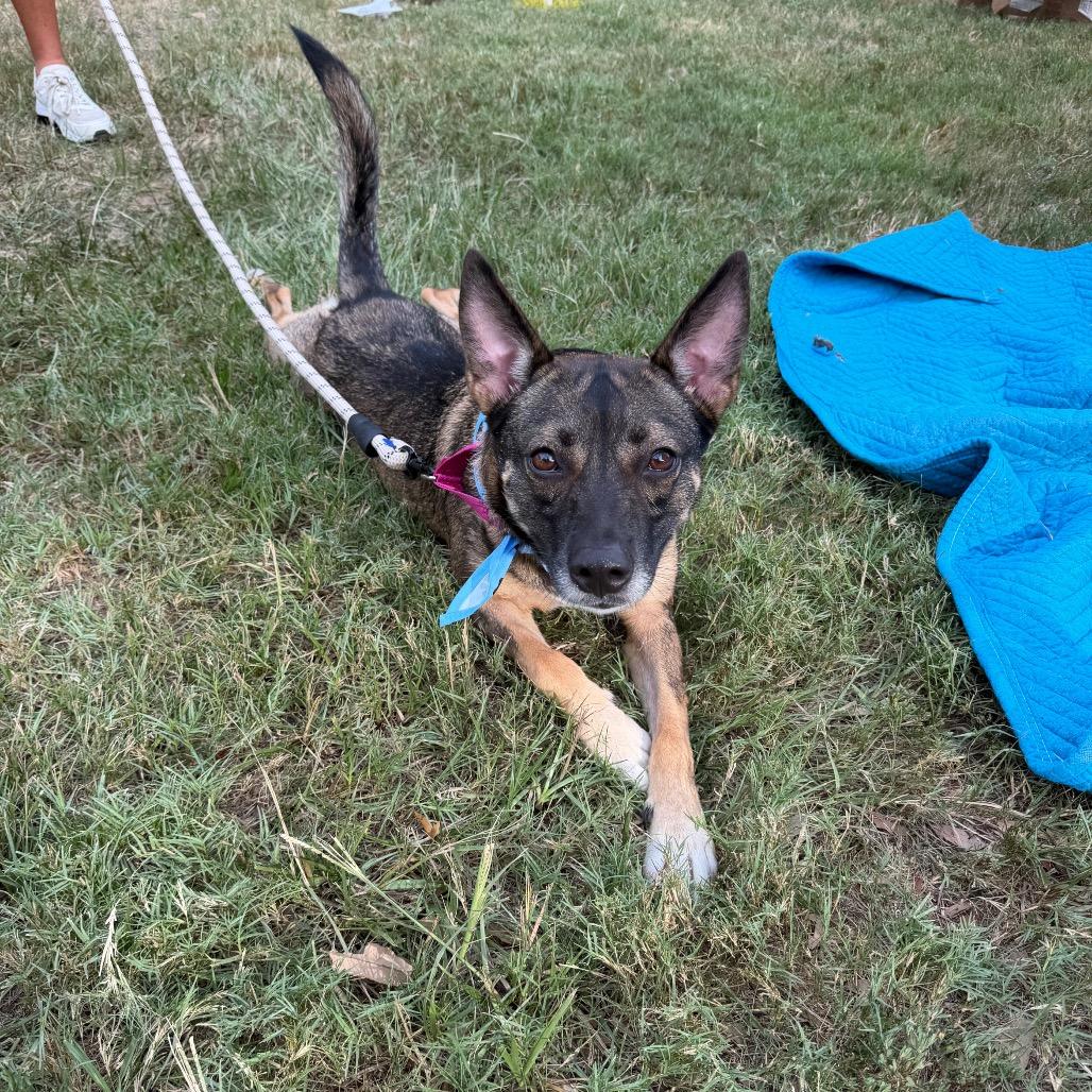Enlarge Daisy, a Adoptable Mixed Breed in Dickinson, TX image 4/6