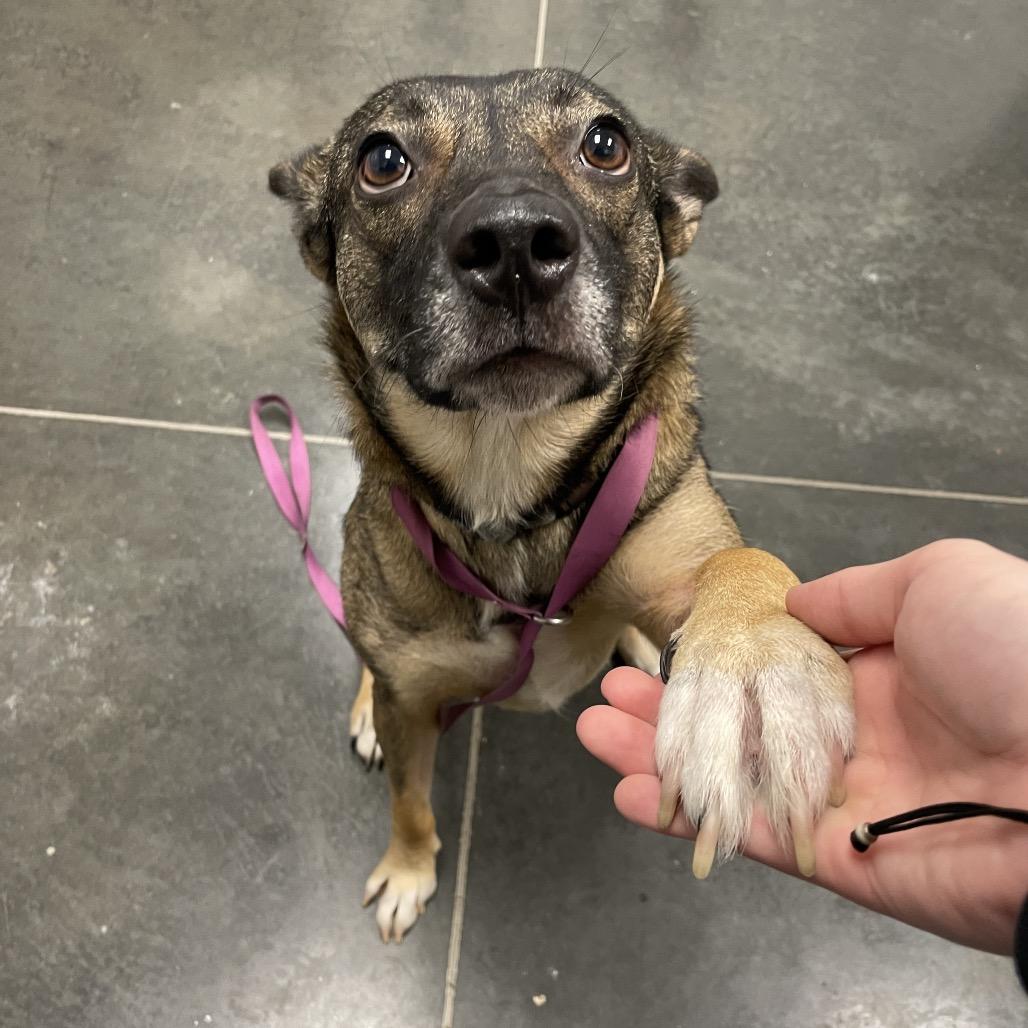 Enlarge Daisy, a Adoptable Mixed Breed in Dickinson, TX image 6/6