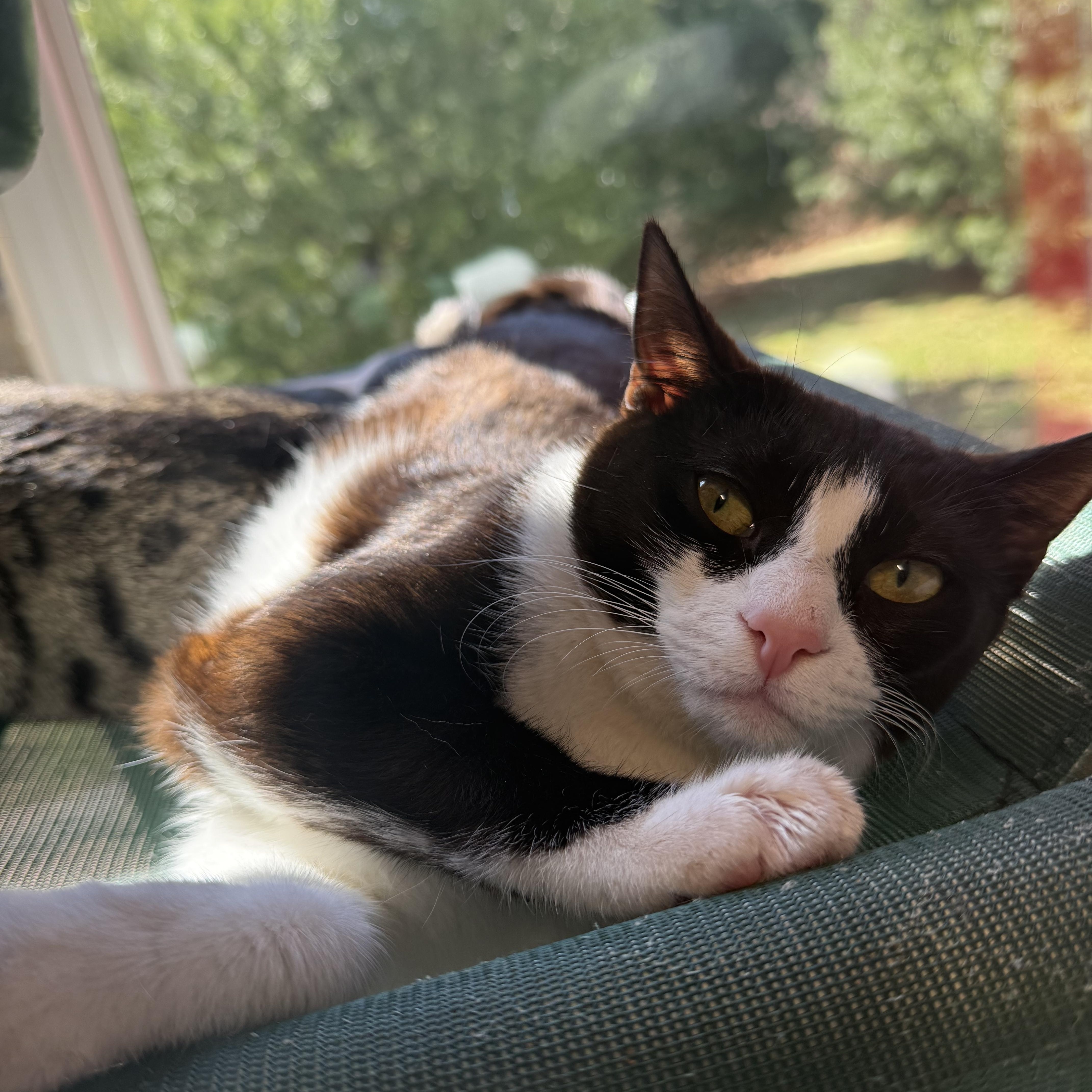 Boo, a Adoptable Domestic Short Hair in North Haven, CT image 3/6