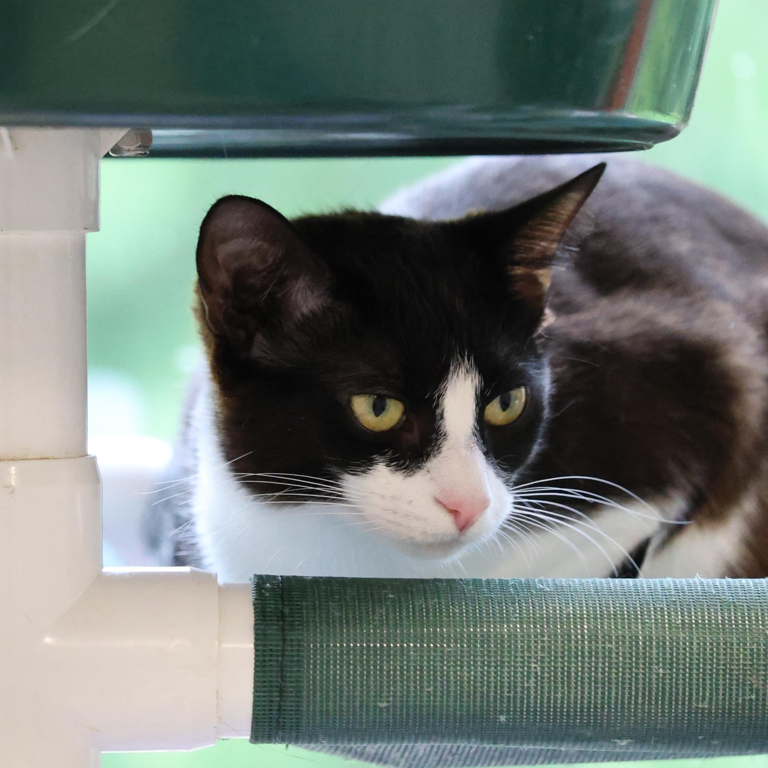 Boo, a Adoptable Domestic Short Hair in North Haven, CT image 2/6