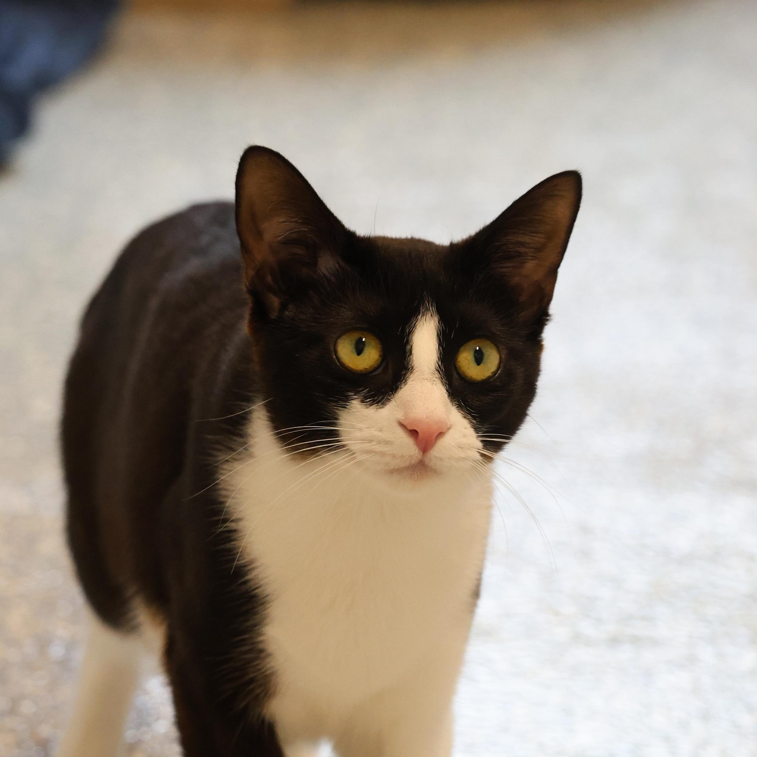 Boo, Adoptable, Kitten Female Domestic Short Hair.