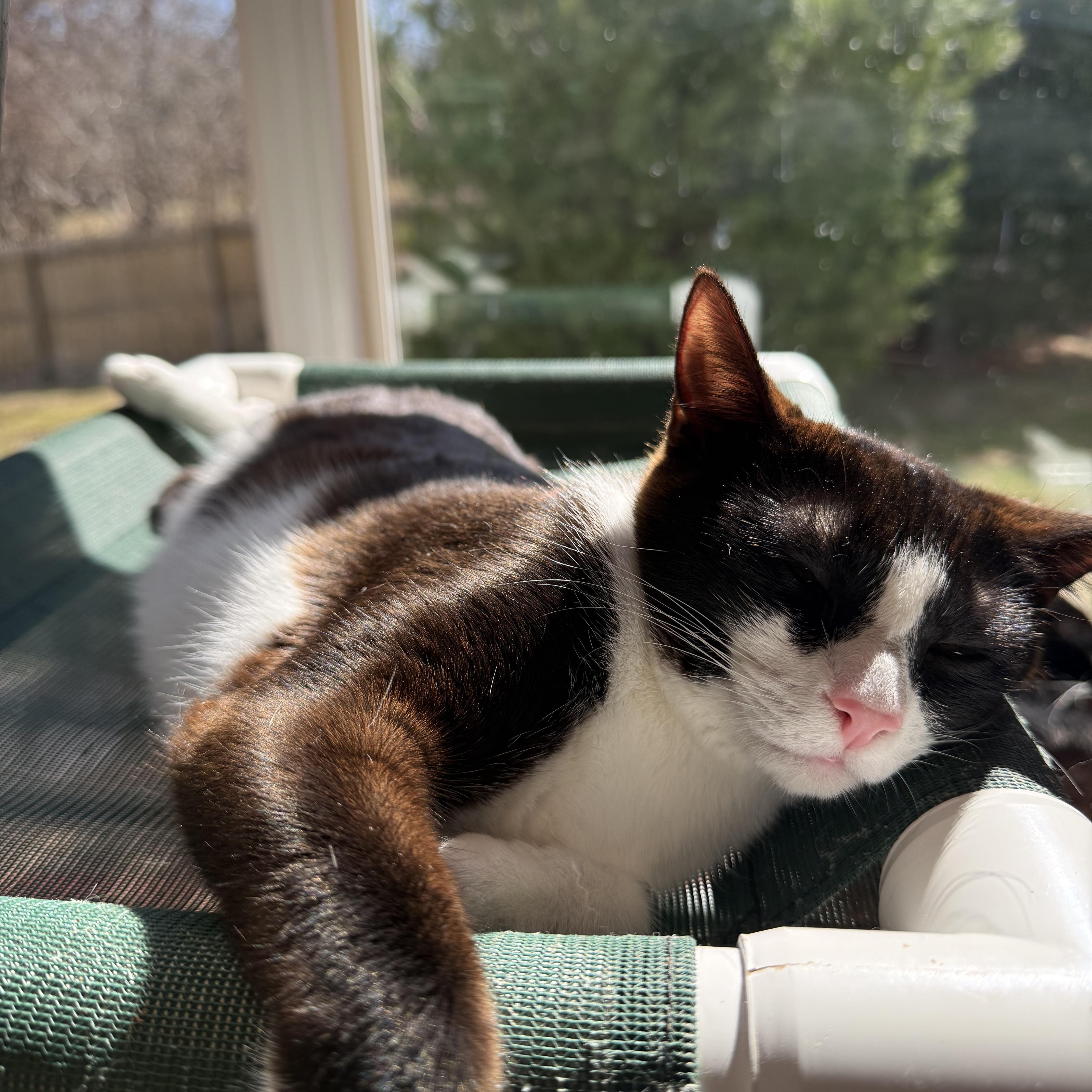 Boo, a Adoptable Domestic Short Hair in North Haven, CT image 4/6