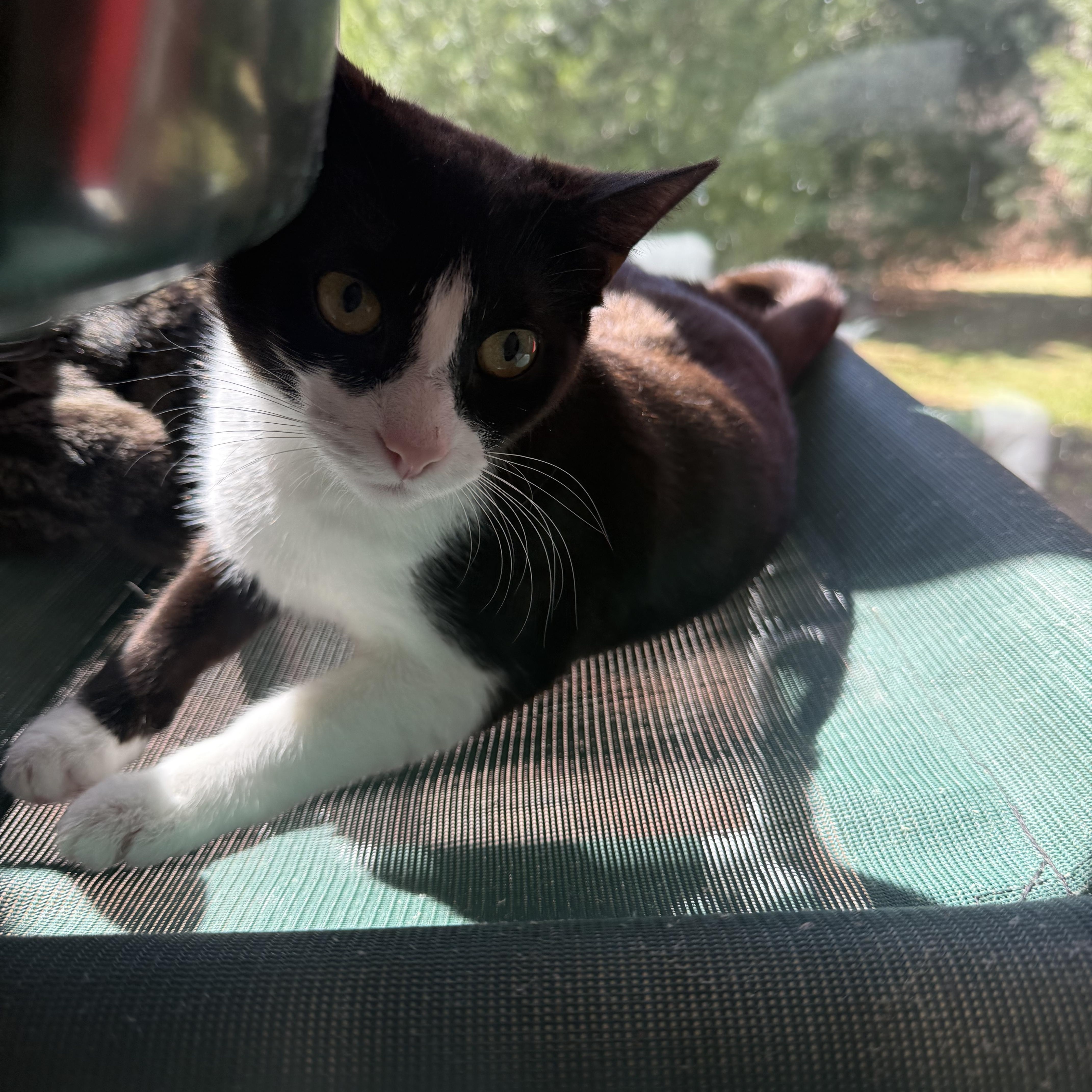 Boo, a Adoptable Domestic Short Hair in North Haven, CT image 5/6