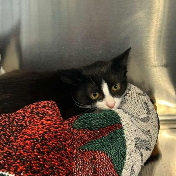 Boo, a Adoptable Domestic Short Hair in North Haven, CT image 6/6