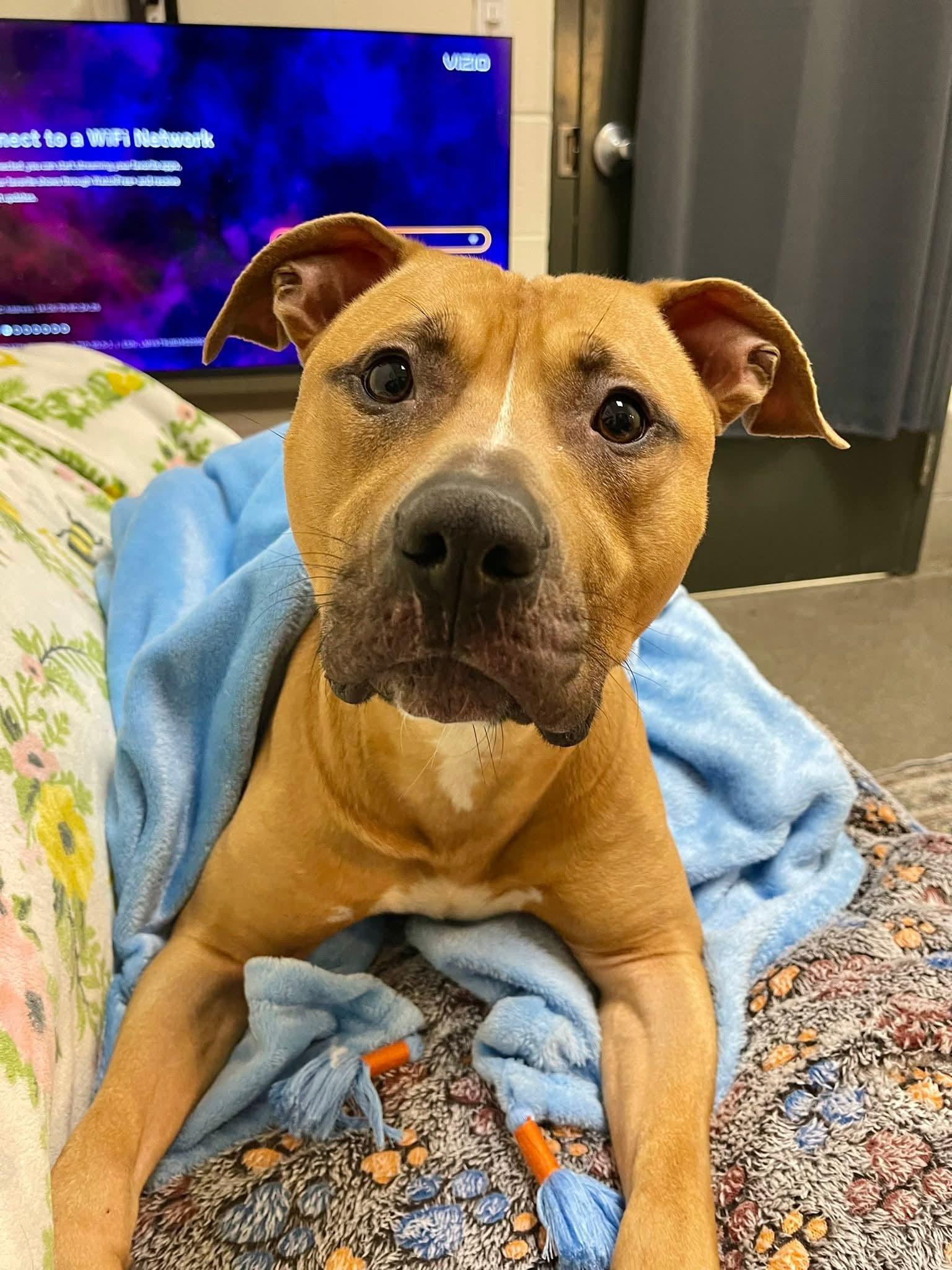 Tommy, a ADOPTABLE mixed breed in Stratford, CT image 1/6