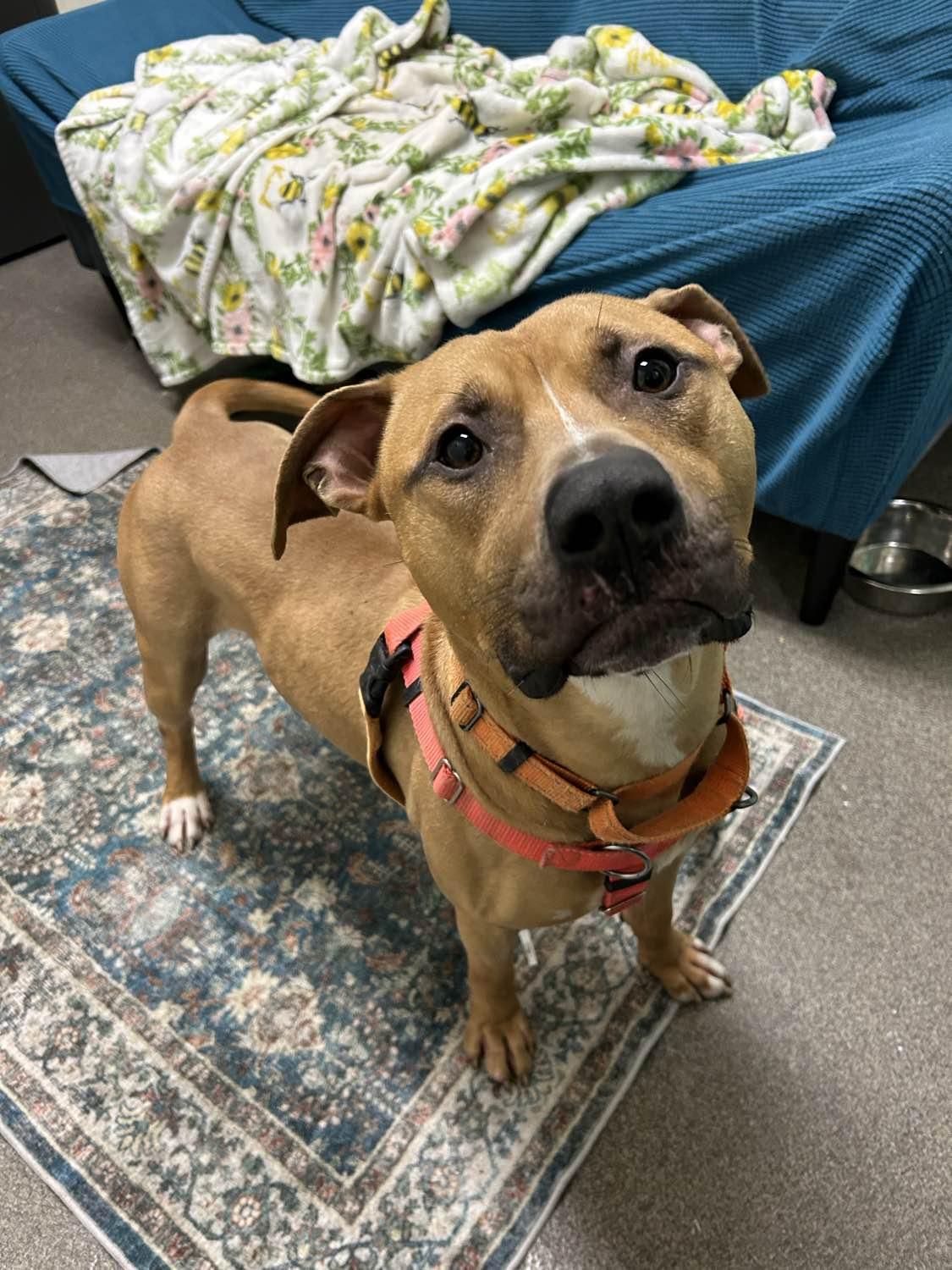 Tommy, a ADOPTABLE mixed breed in Stratford, CT image 5/6