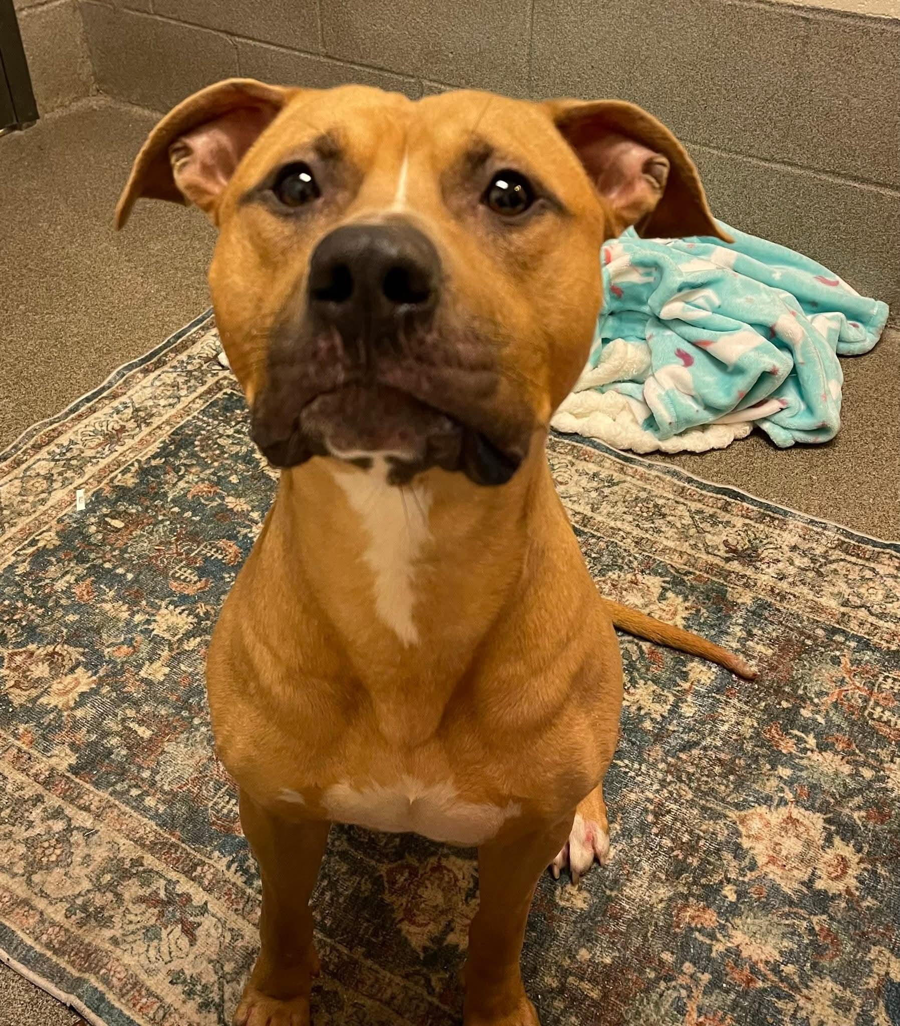 Tommy, a ADOPTABLE mixed breed in Stratford, CT image 4/6