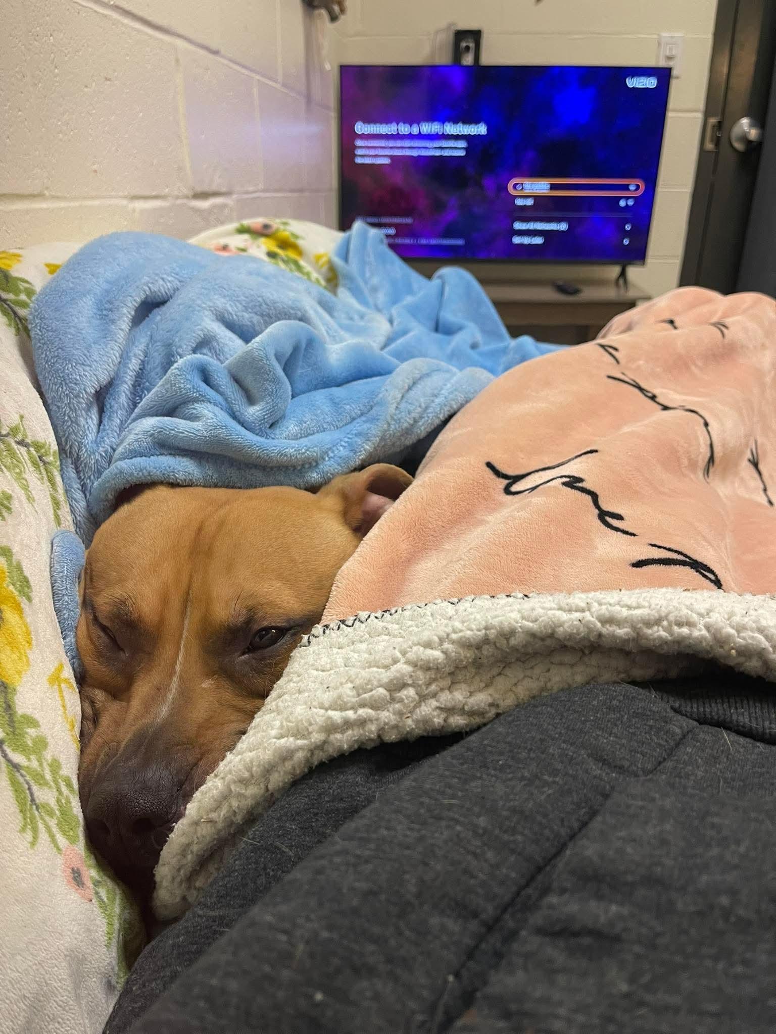 Tommy, a ADOPTABLE mixed breed in Stratford, CT image 2/6