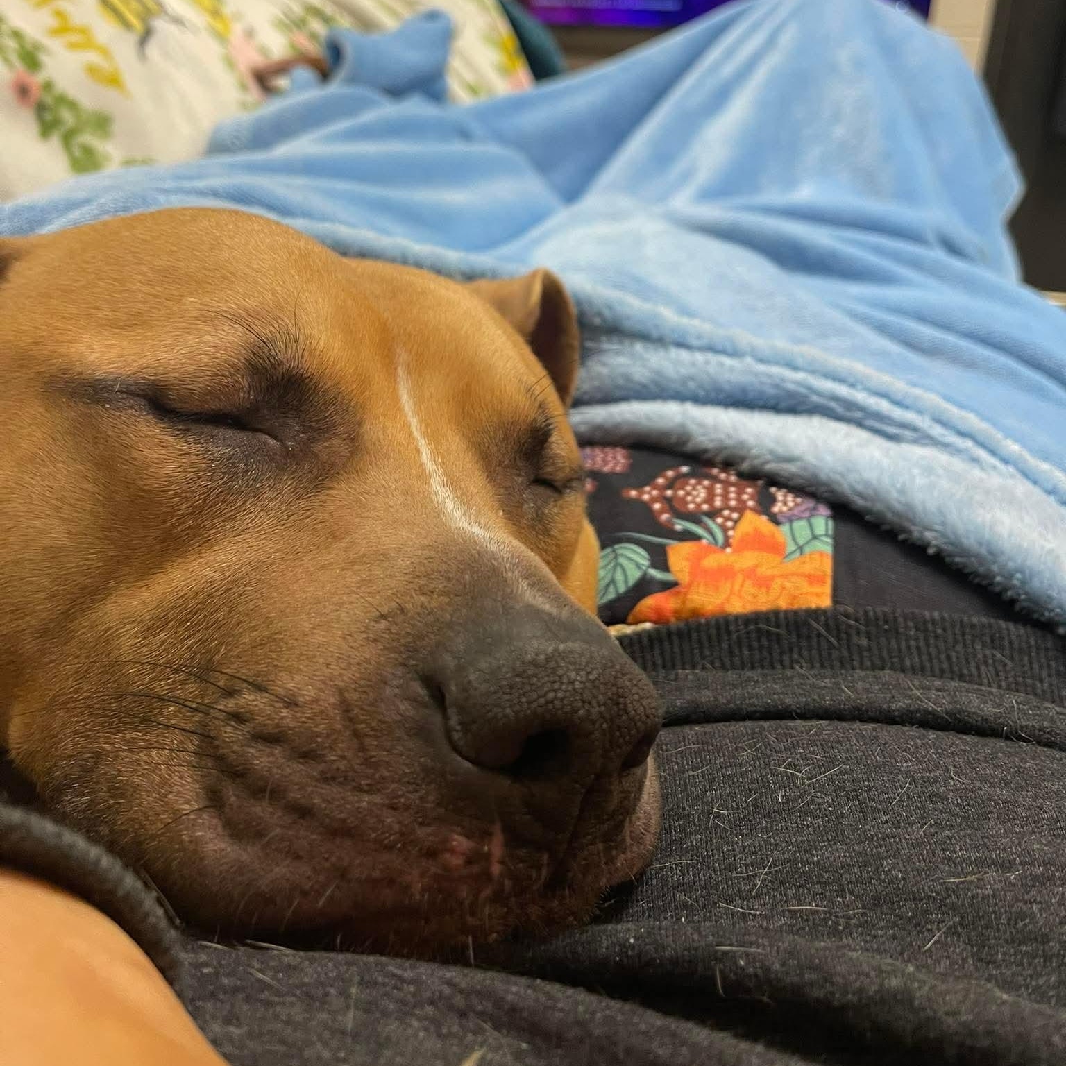 Tommy, a ADOPTABLE mixed breed in Stratford, CT image 6/6