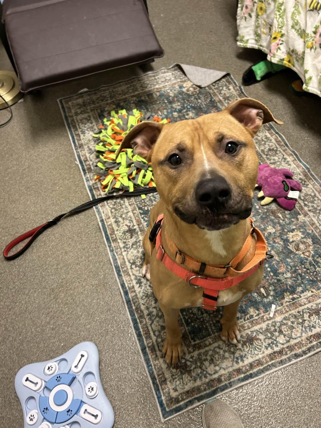 Tommy, a ADOPTABLE mixed breed in Stratford, CT image 3/6