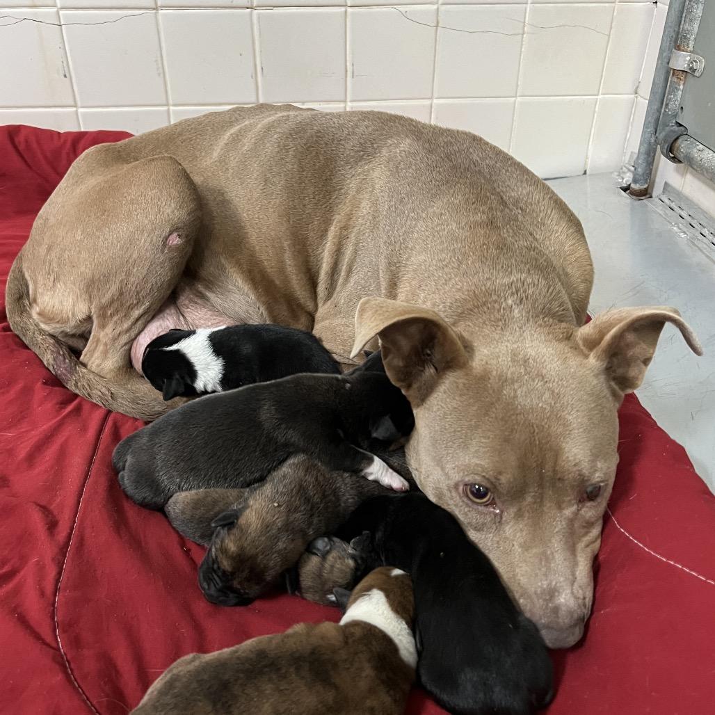 Potato, Adoptable, Adult Female Pit Bull Terrier.