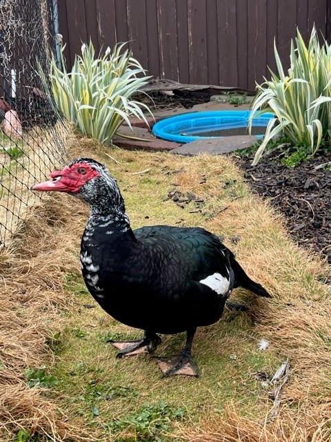 Enlarge Donald, a Adoptable Duck in Eagle Mountain, UT image 2/3