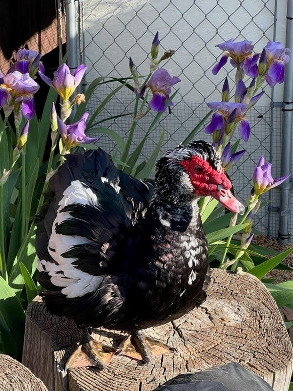 Enlarge Donald, a Adoptable Duck in Eagle Mountain, UT image 3/3