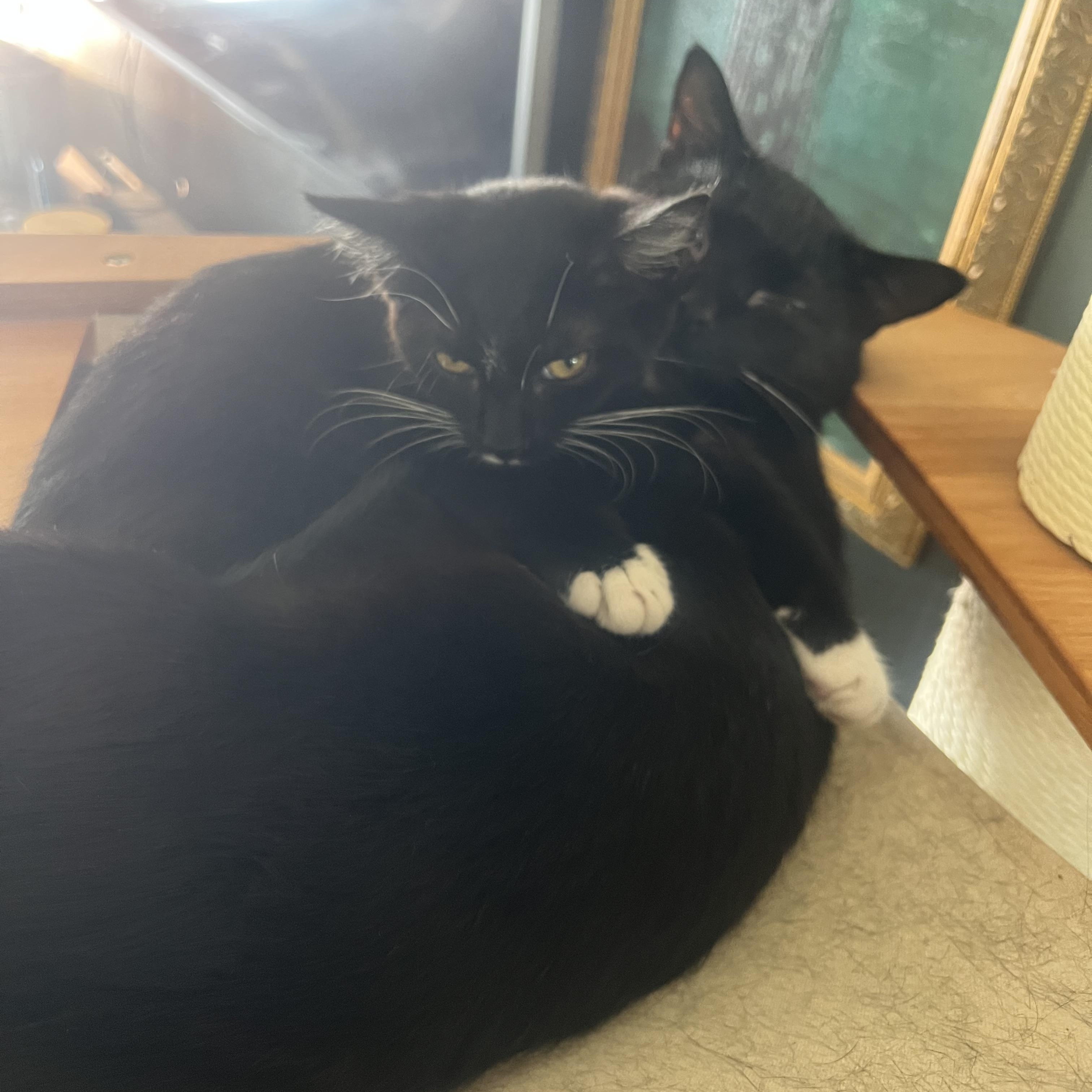 Enlarge Vlad, a Adoptable Domestic Short Hair in Milwaukee, WI image 3/6