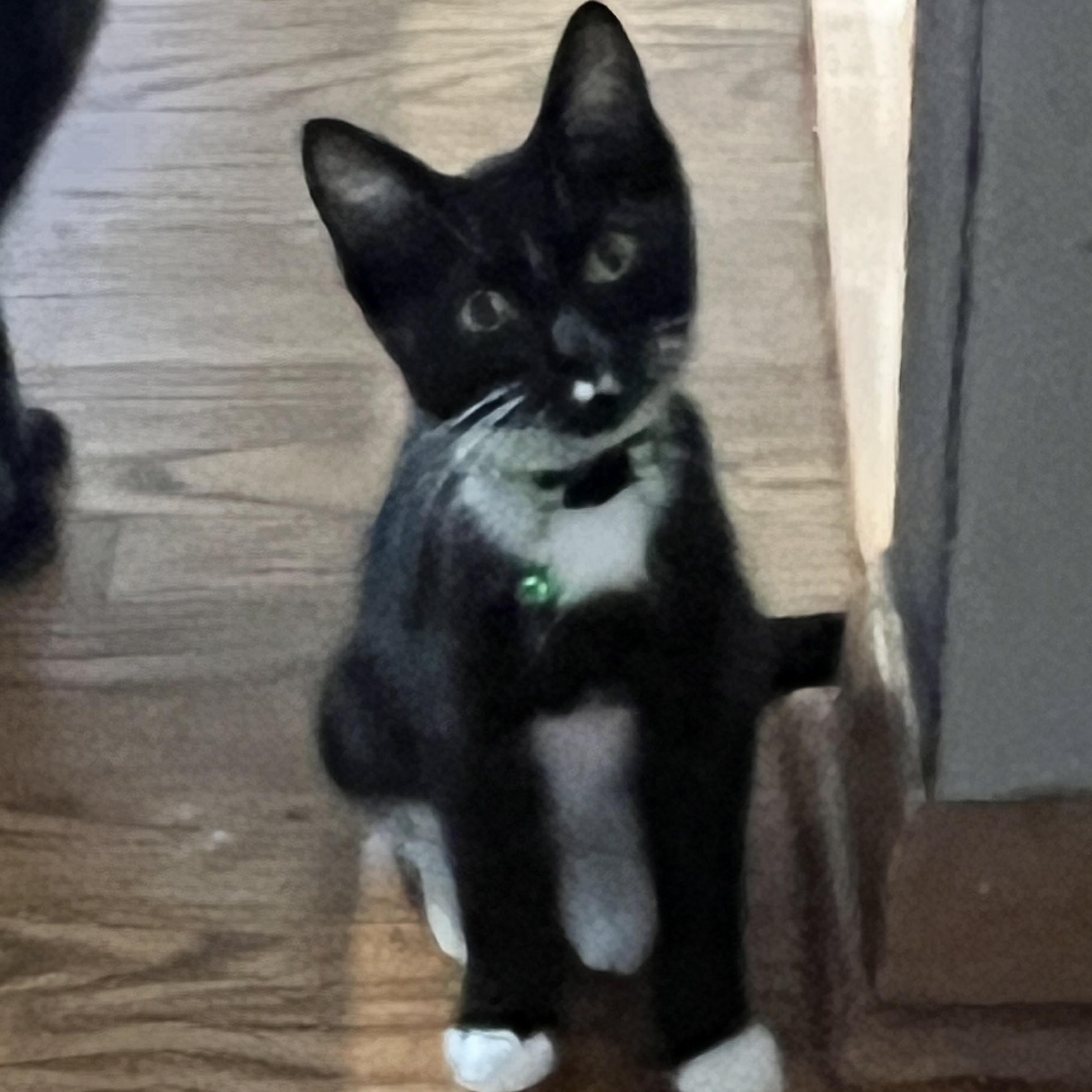 Enlarge Vlad, a Adoptable Domestic Short Hair in Milwaukee, WI image 4/6