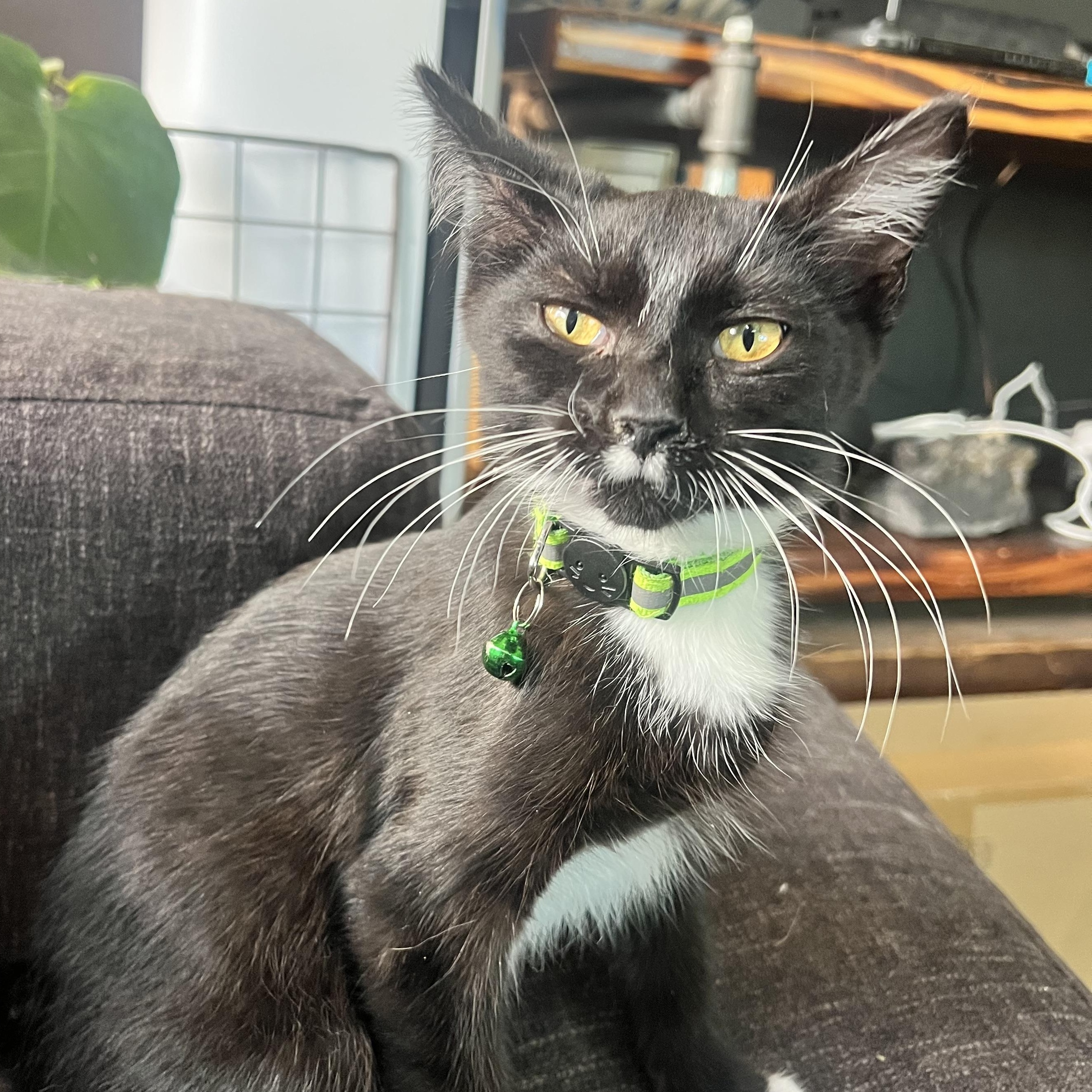 Enlarge Vlad, a Adoptable Domestic Short Hair in Milwaukee, WI image 1/6