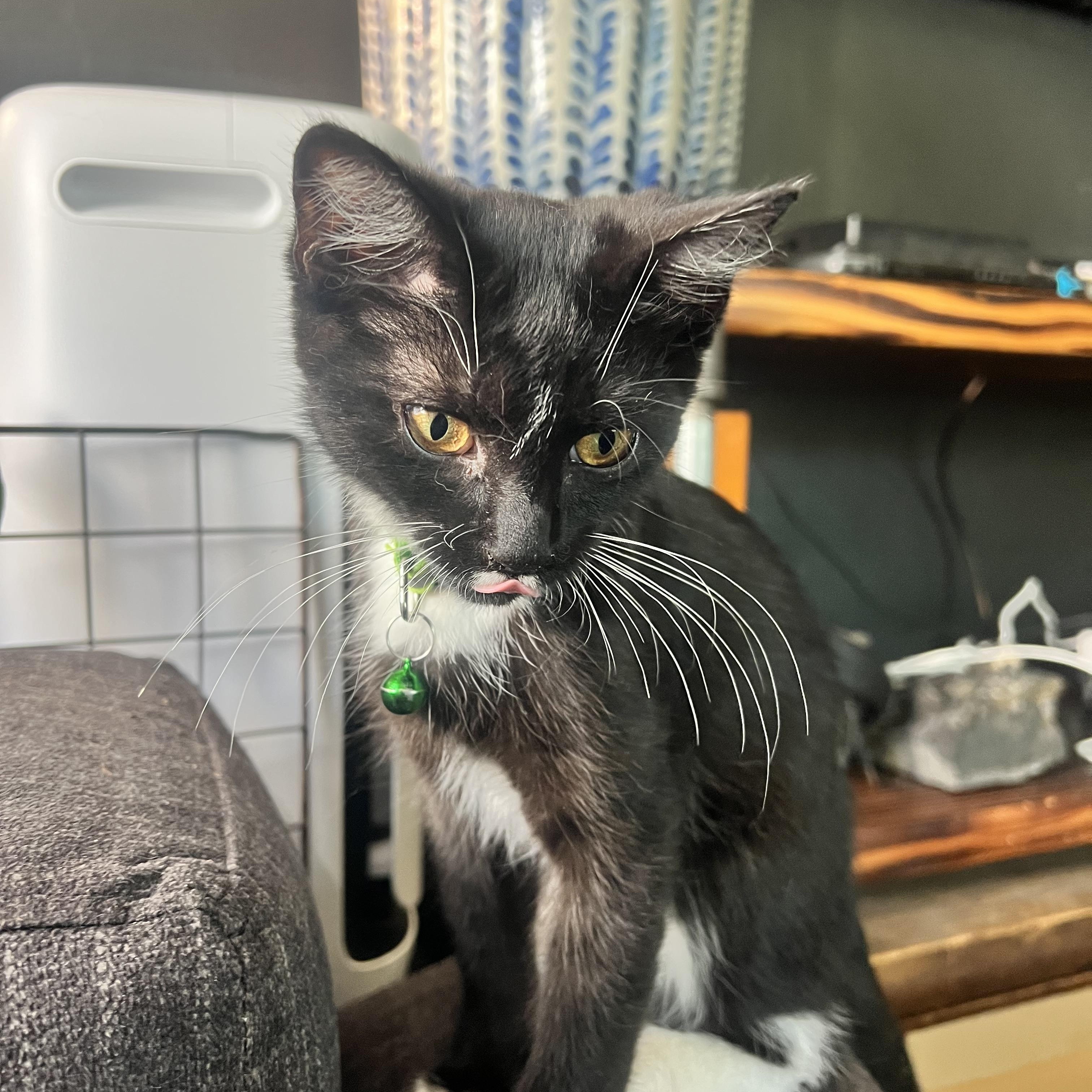 Enlarge Vlad, a Adoptable Domestic Short Hair in Milwaukee, WI image 5/6