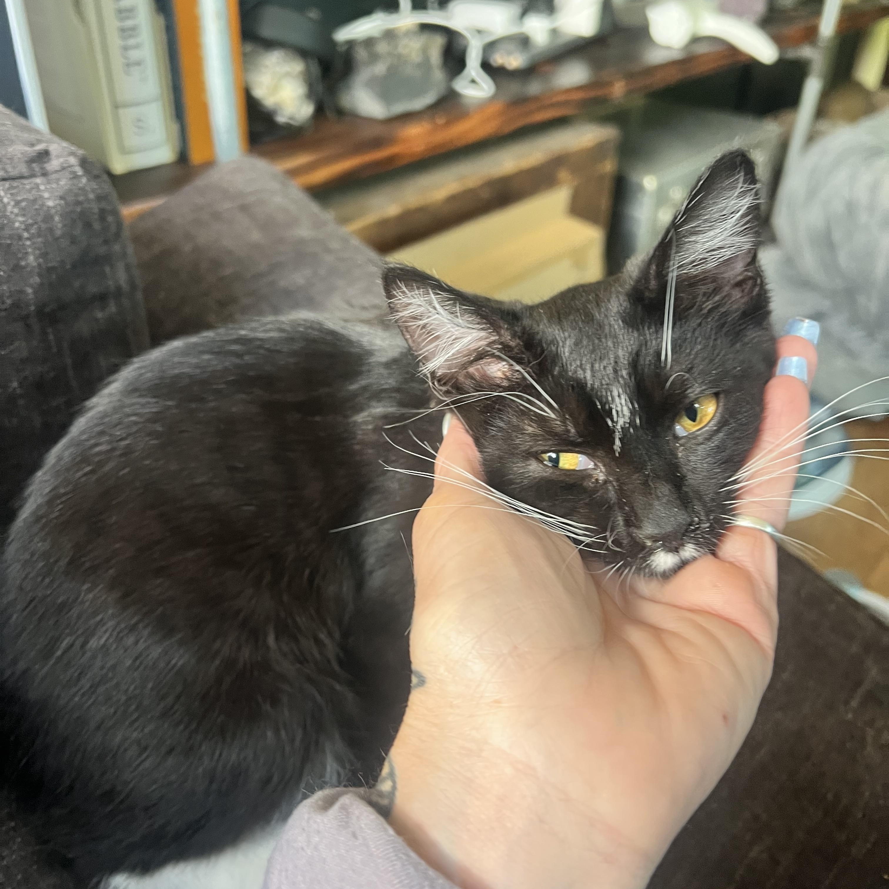 Enlarge Vlad, a Adoptable Domestic Short Hair in Milwaukee, WI image 2/6