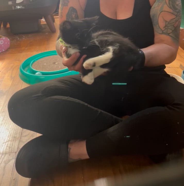 Enlarge Vlad, a Adoptable Domestic Short Hair in Milwaukee, WI video 6/6