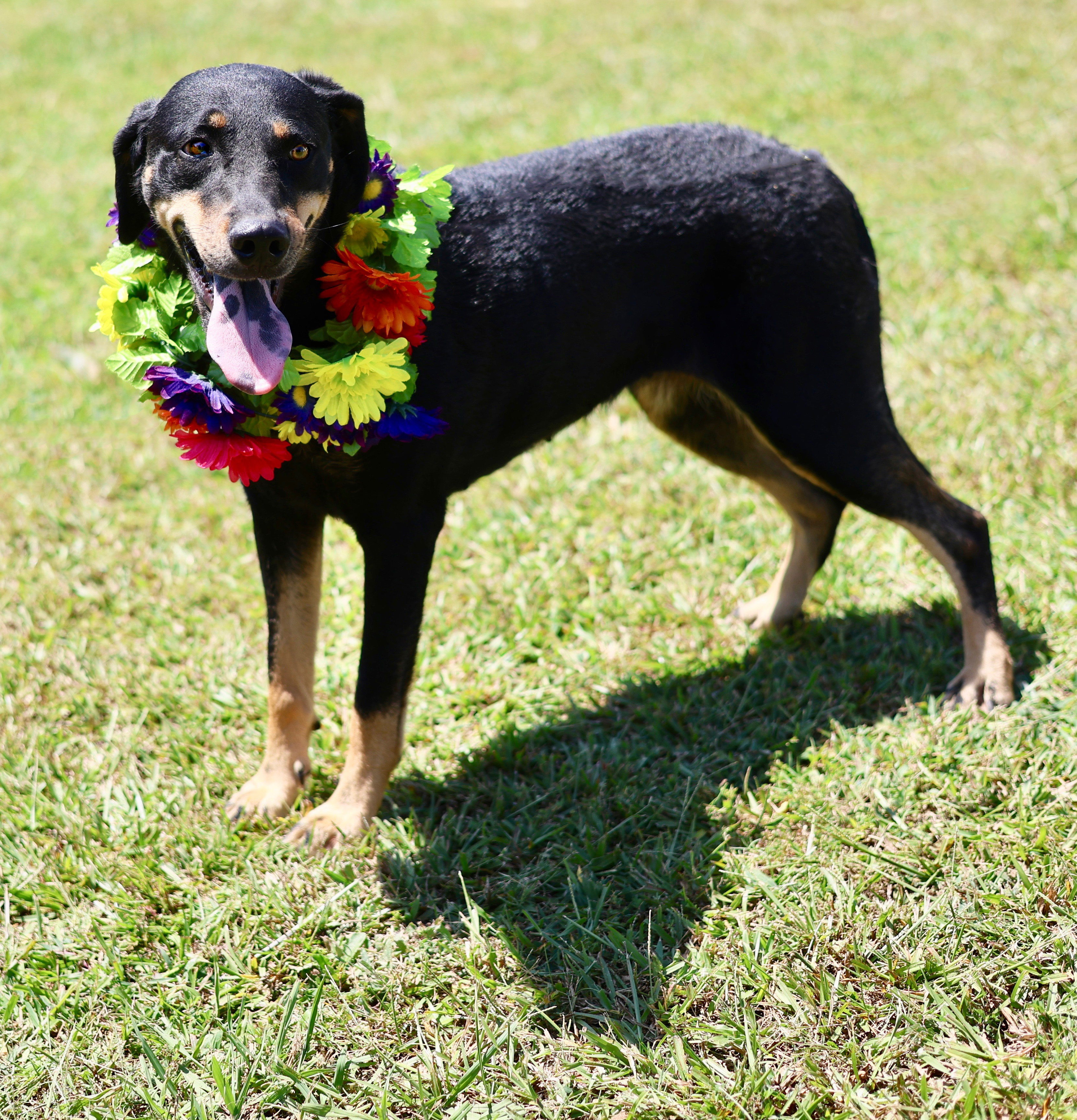 Enlarge Velveeta (Vv), a Adoptable mixed breed in Guntersville, AL image 5/6
