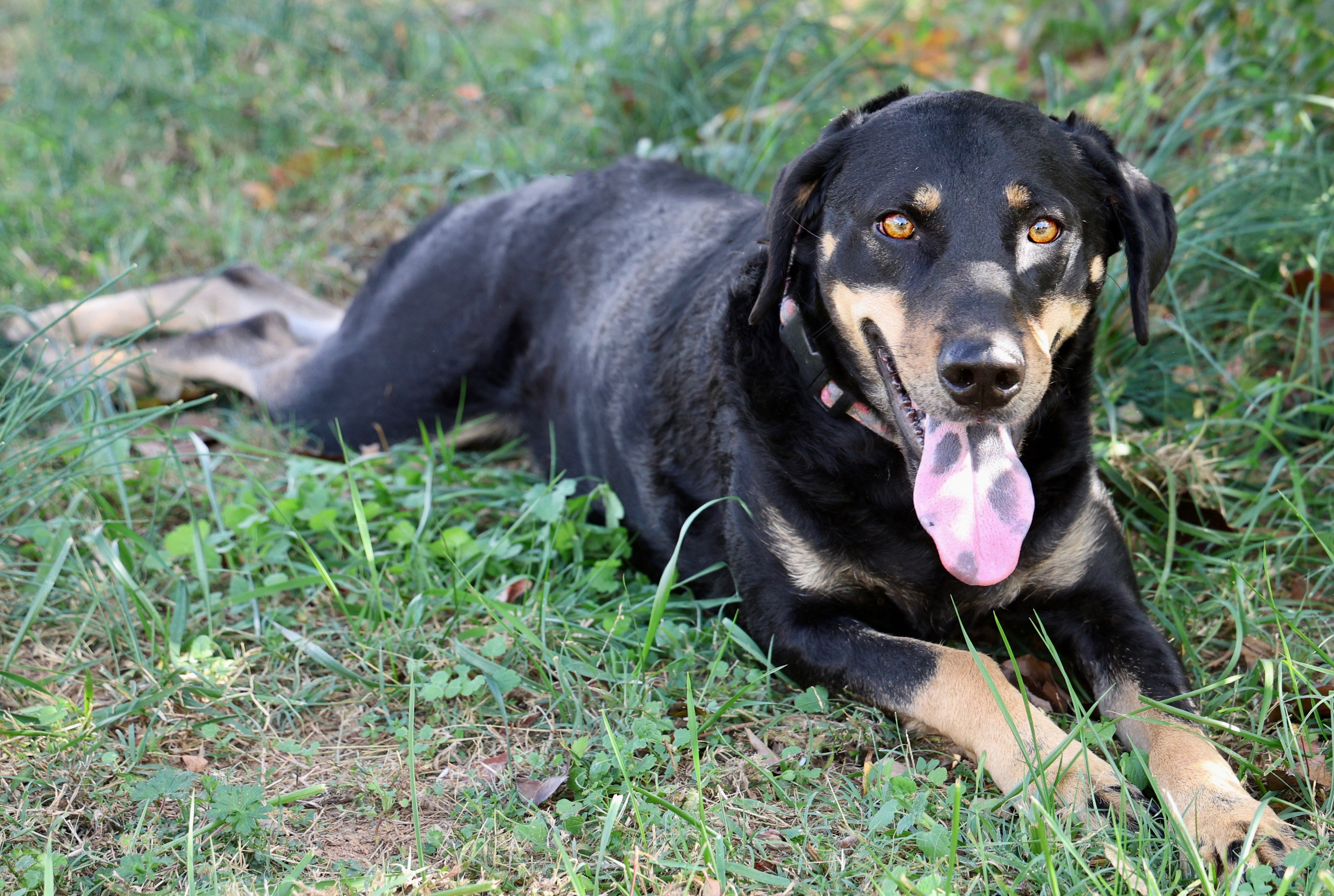 Enlarge Velveeta (Vv), a Adoptable mixed breed in Guntersville, AL image 3/6