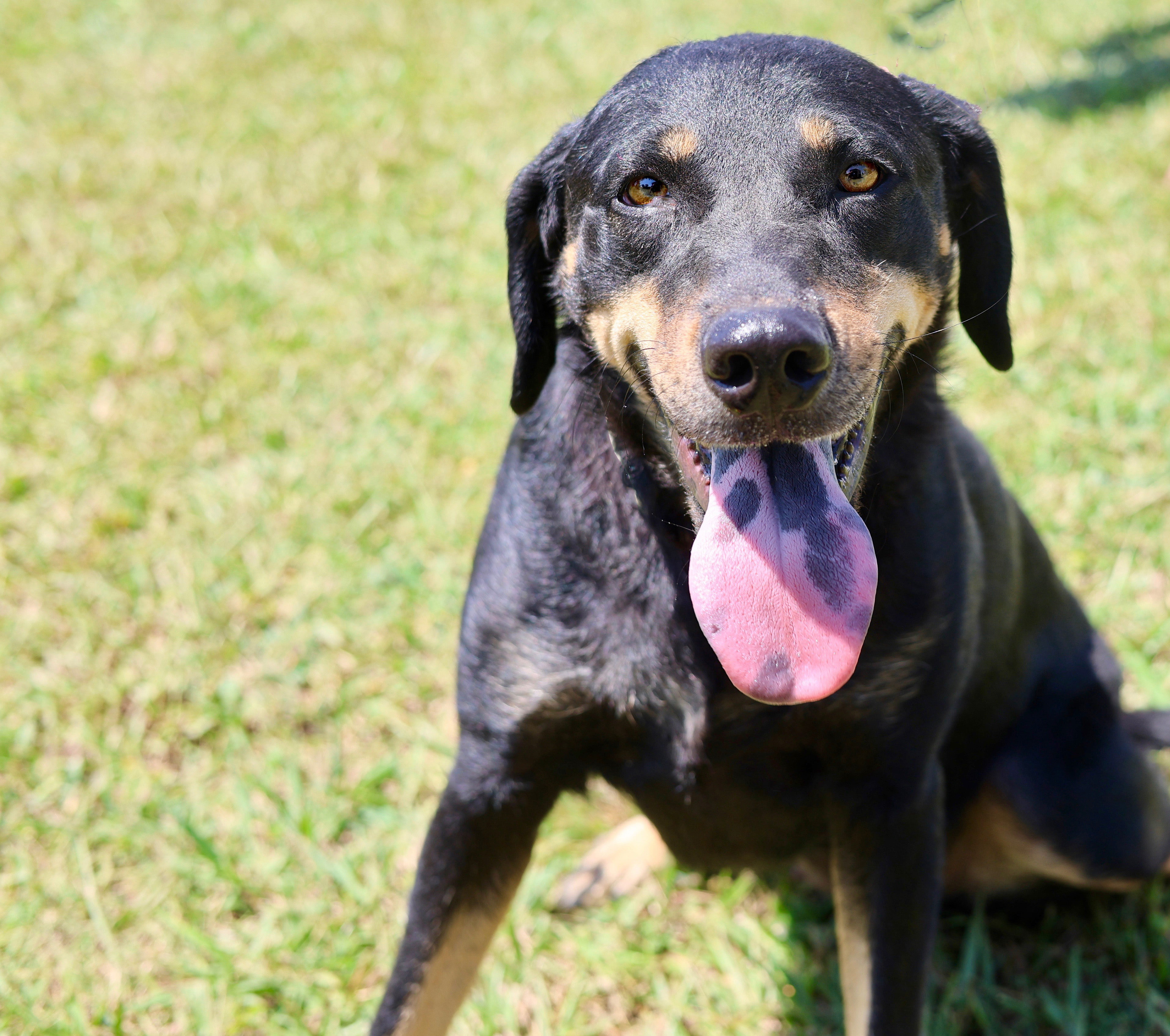 Enlarge Velveeta (Vv), a Adoptable mixed breed in Guntersville, AL image 2/6