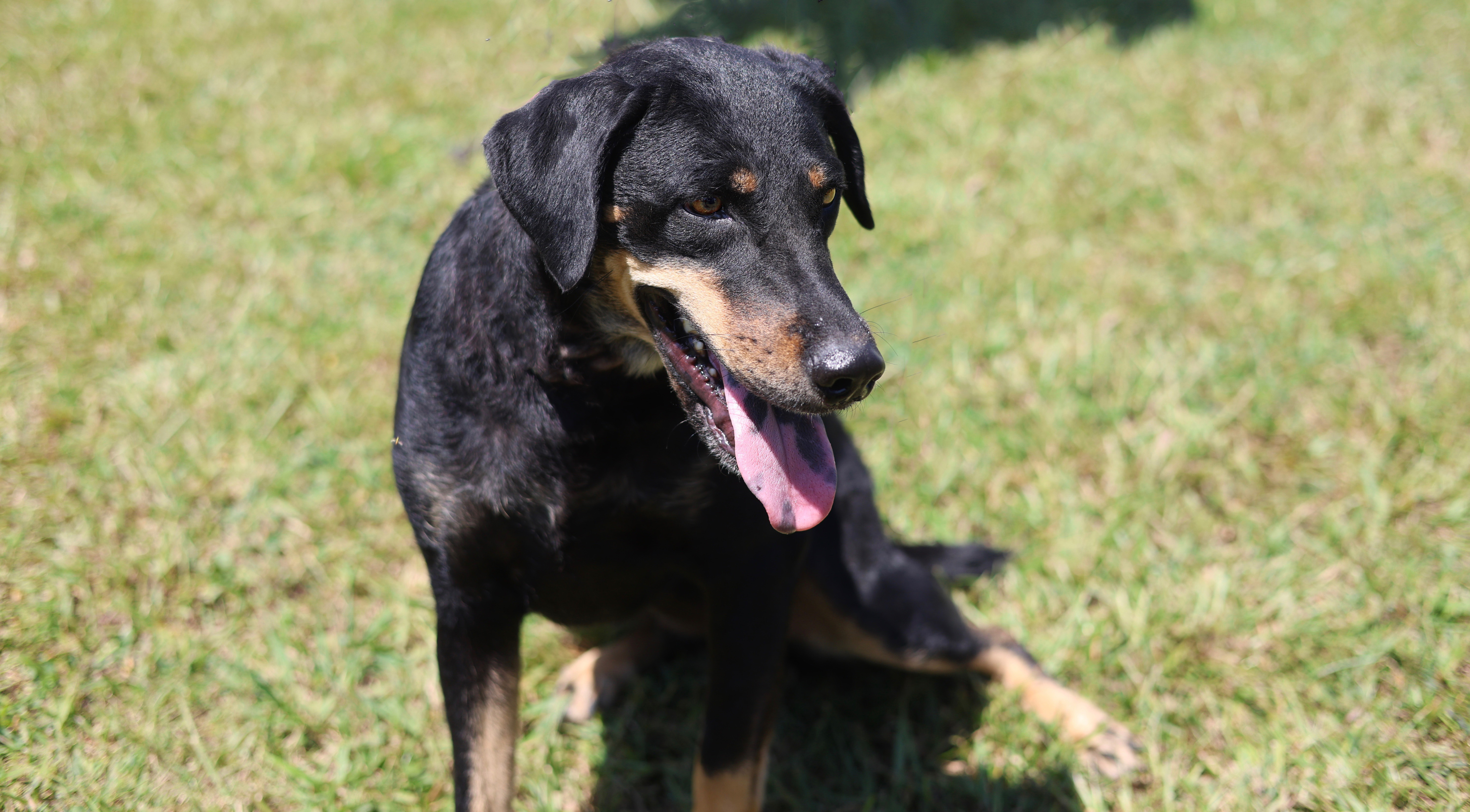 Enlarge Velveeta (Vv), a Adoptable mixed breed in Guntersville, AL image 6/6