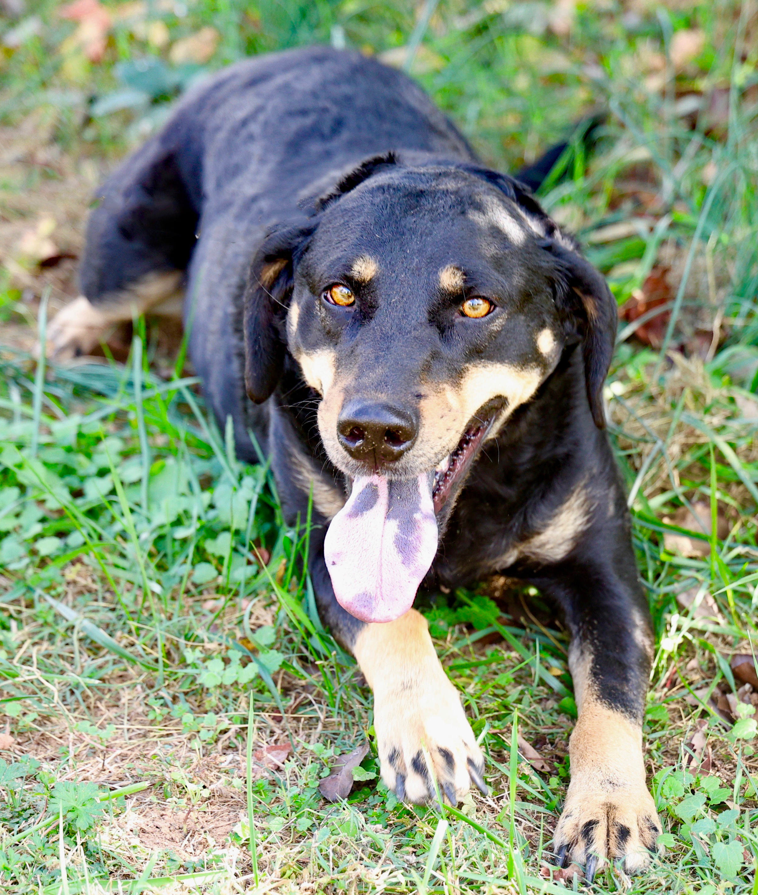 Enlarge Velveeta (Vv), a Adoptable mixed breed in Guntersville, AL image 1/6