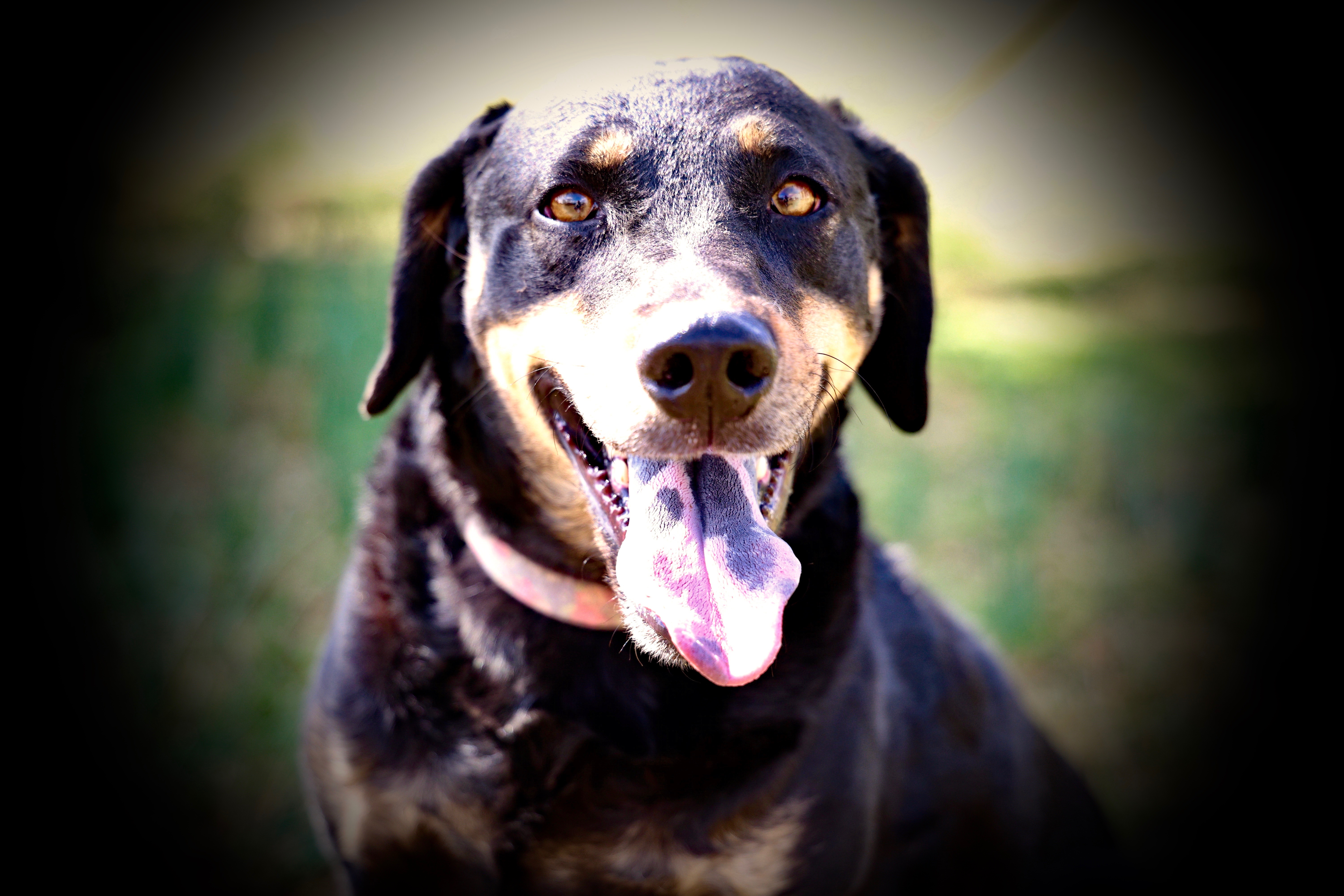 Enlarge Velveeta (Vv), a Adoptable mixed breed in Guntersville, AL image 4/6