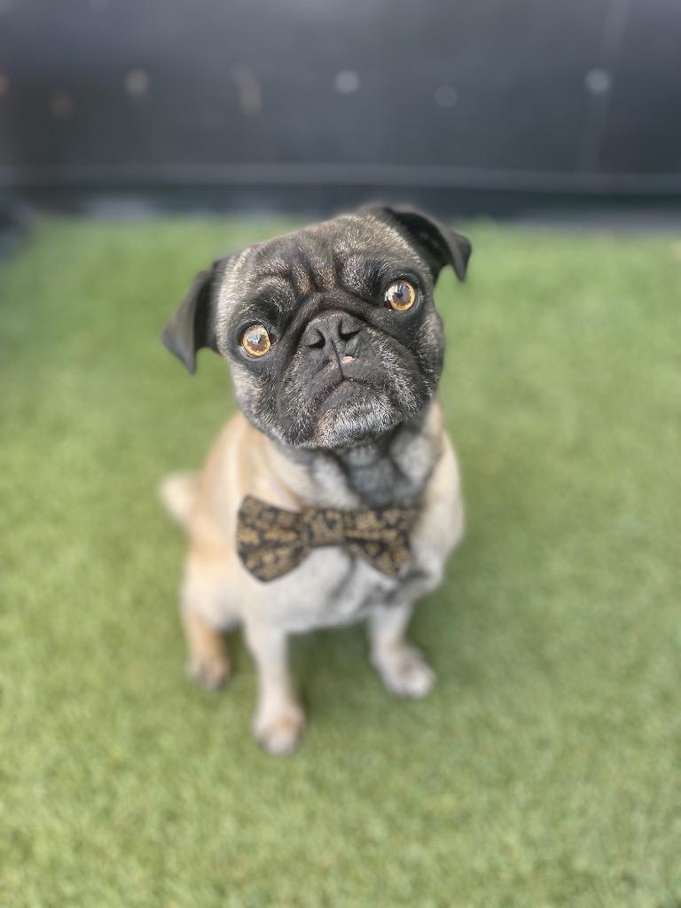 Enlarge Haymitch, a Adoptable Pug in Gardena, CA image 1/4
