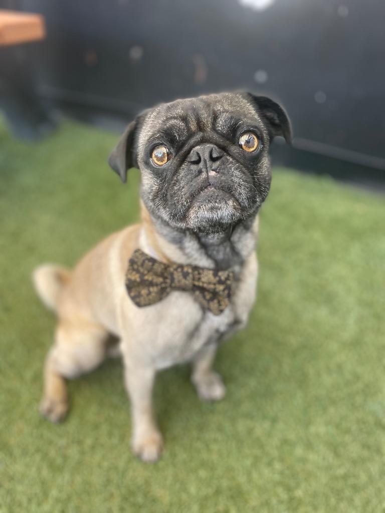 Enlarge Haymitch, a Adoptable Pug in Gardena, CA image 2/4