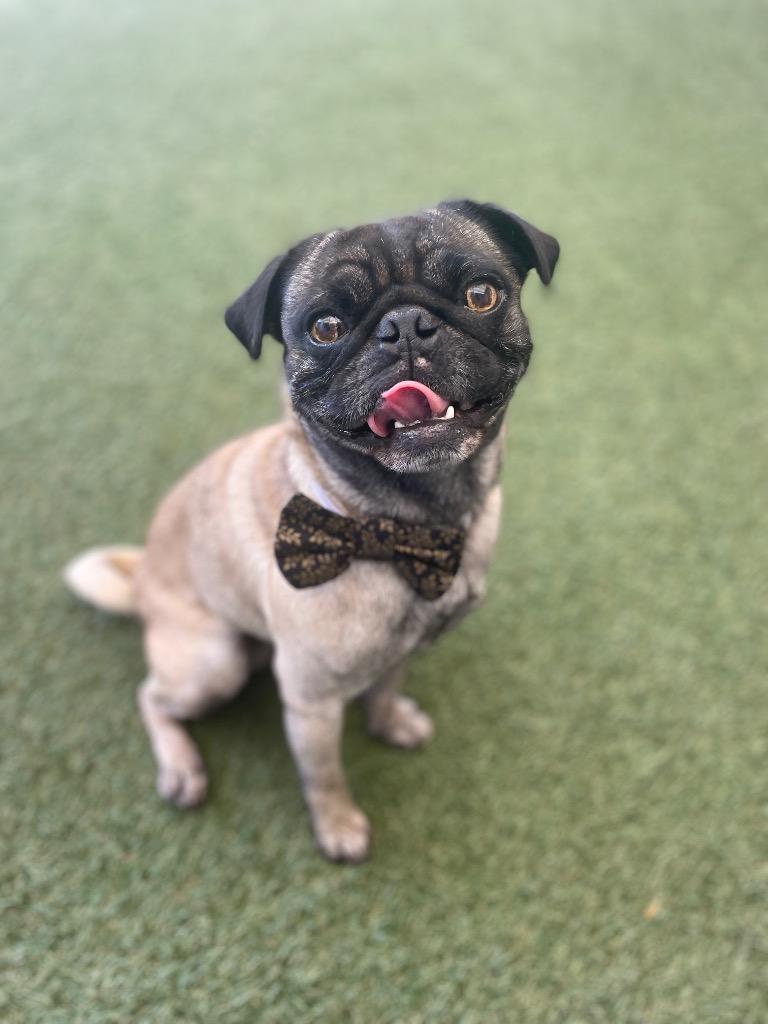 Enlarge Haymitch, a Adoptable Pug in Gardena, CA image 3/4