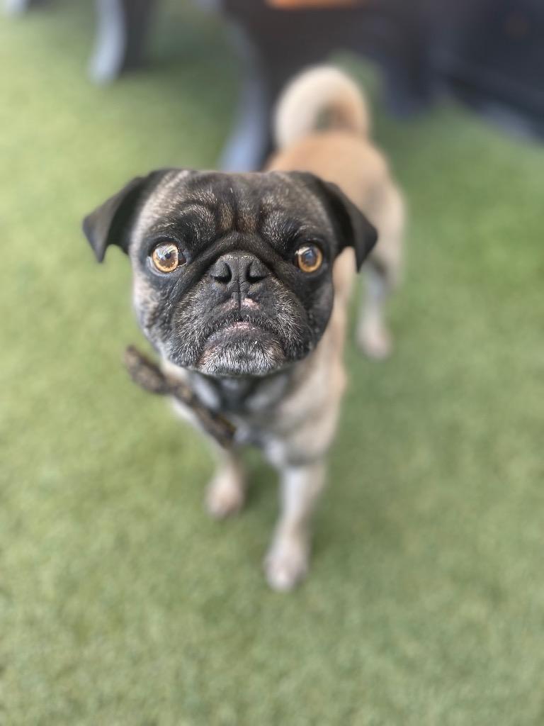 Enlarge Haymitch, a Adoptable Pug in Gardena, CA image 4/4